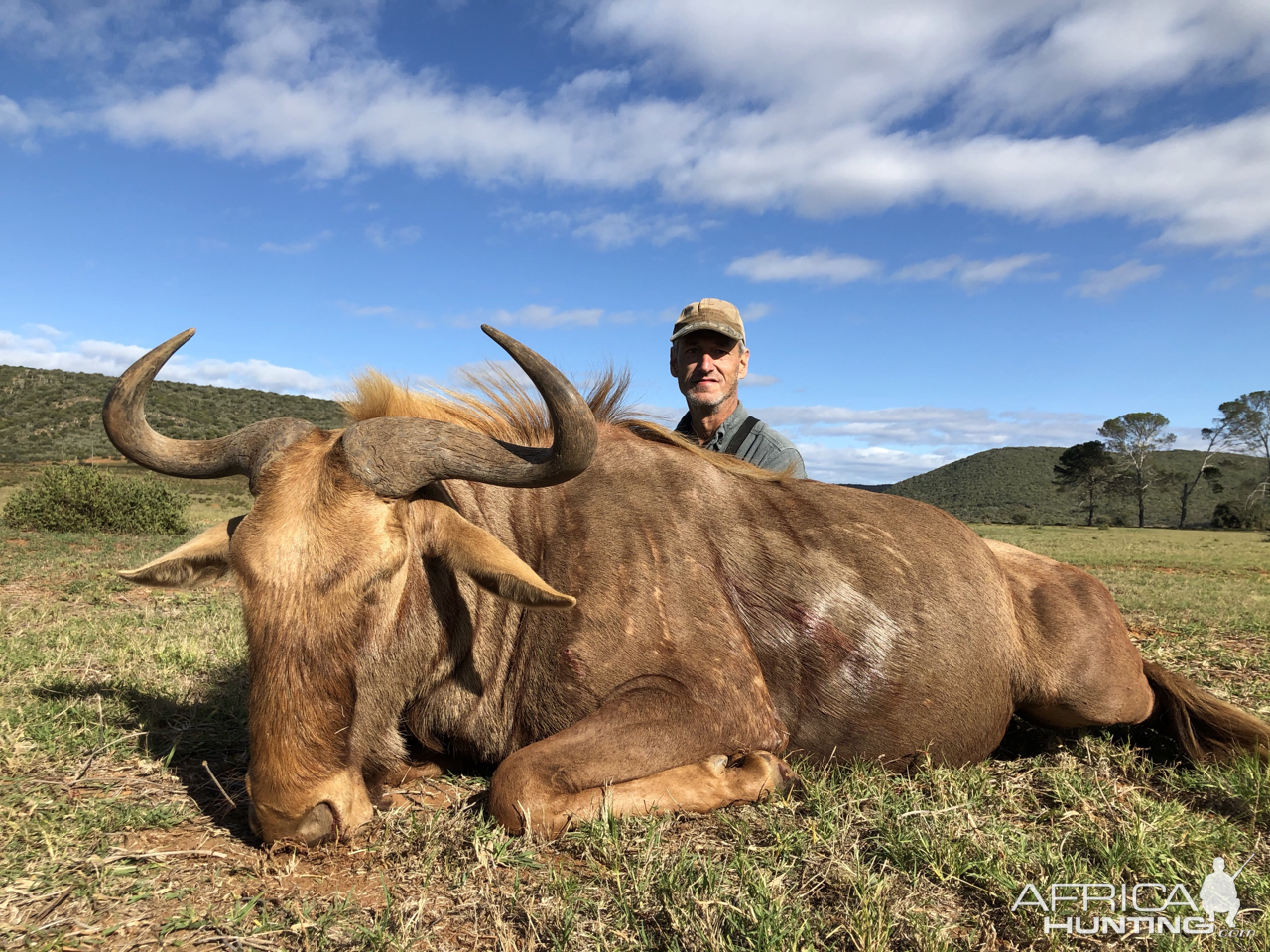 Golden Wildebeest Hunt  Eastern Cape South Africa