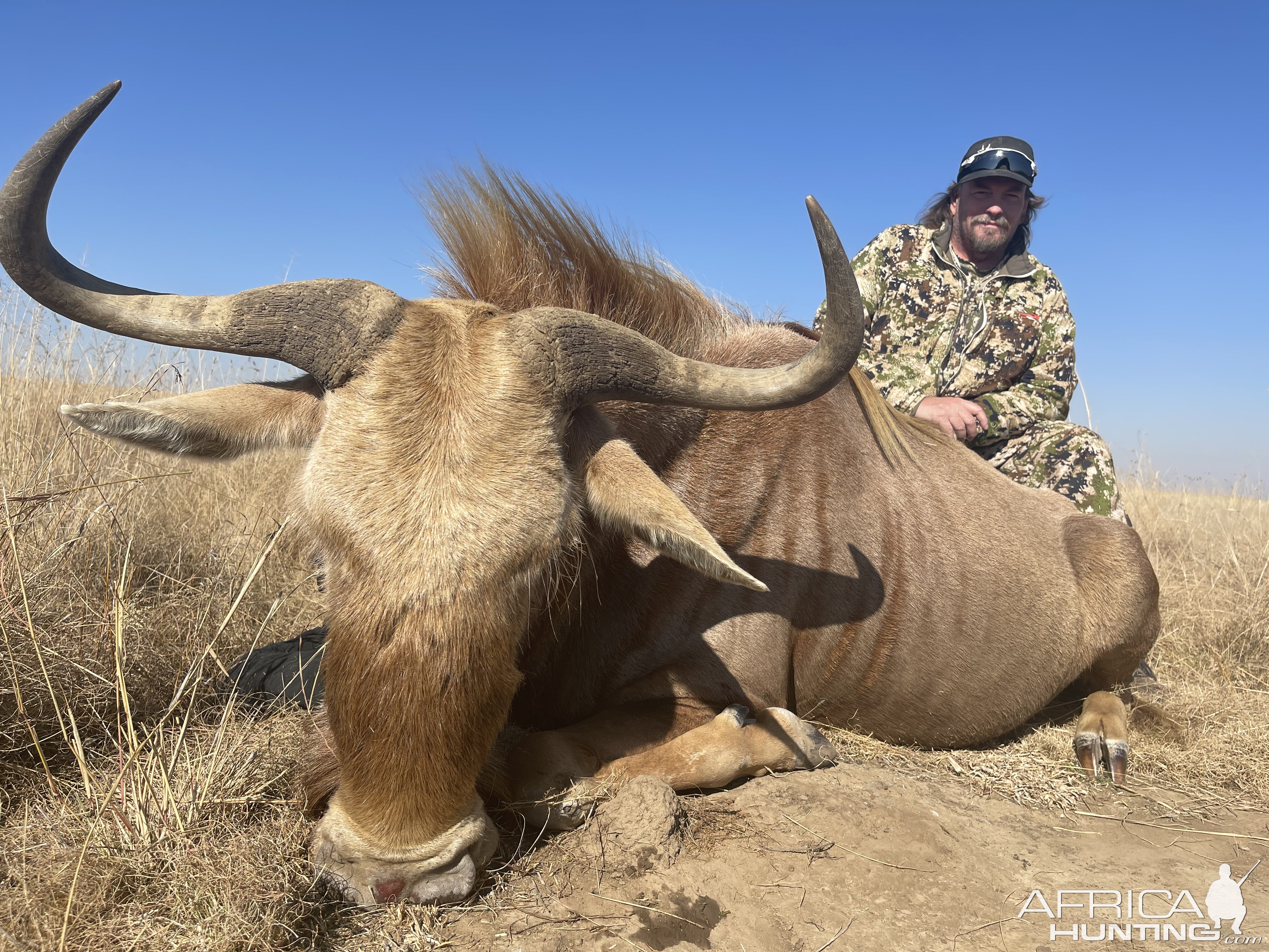 Golden Wildebeest Hunt Eastern Cape South Africa