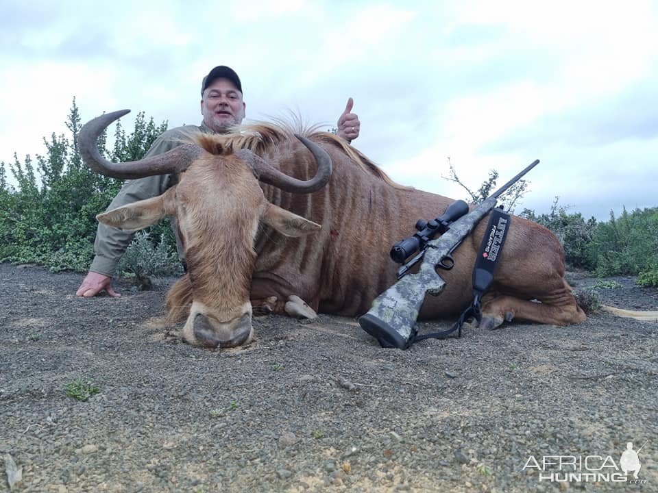 Golden Wildebeest Hunt Eastern Cape South Africa