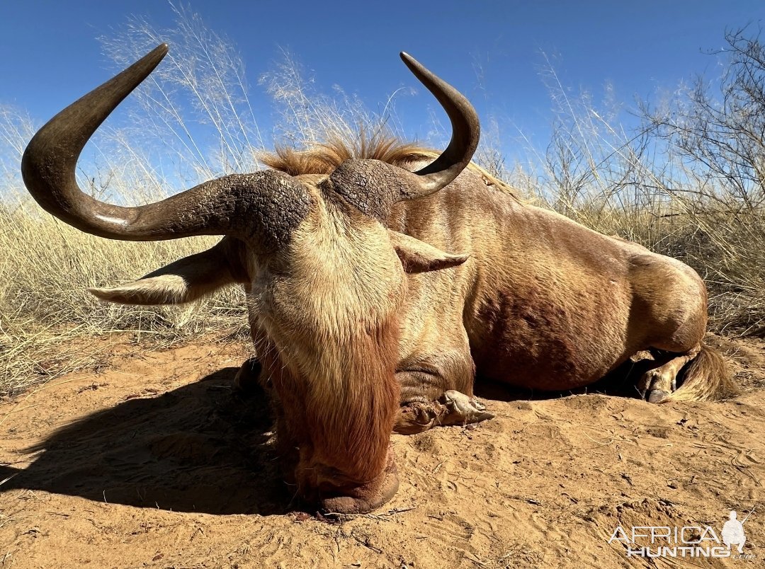 Golden Wildebeest Hunt Kalahari South Africa