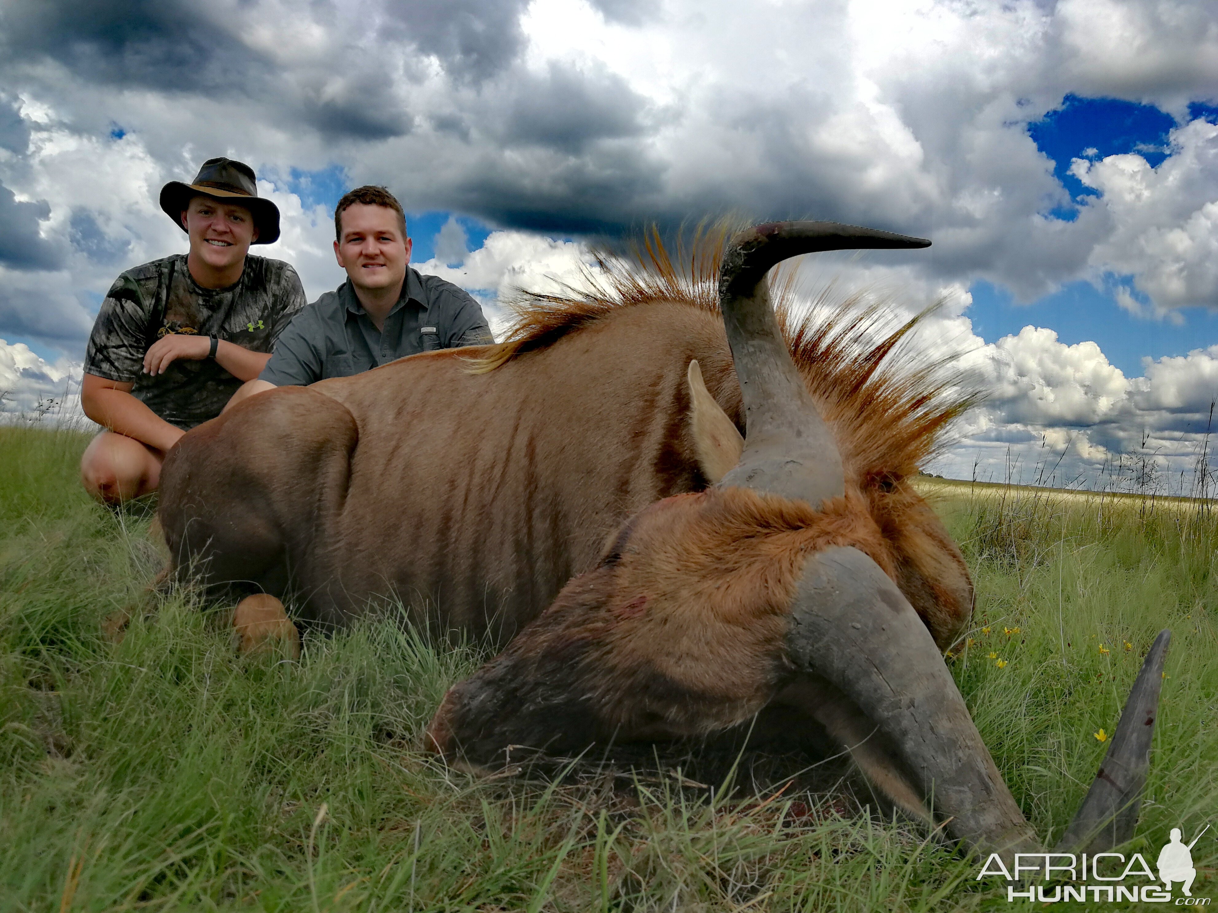 Golden Wildebeest Hunt South Africa