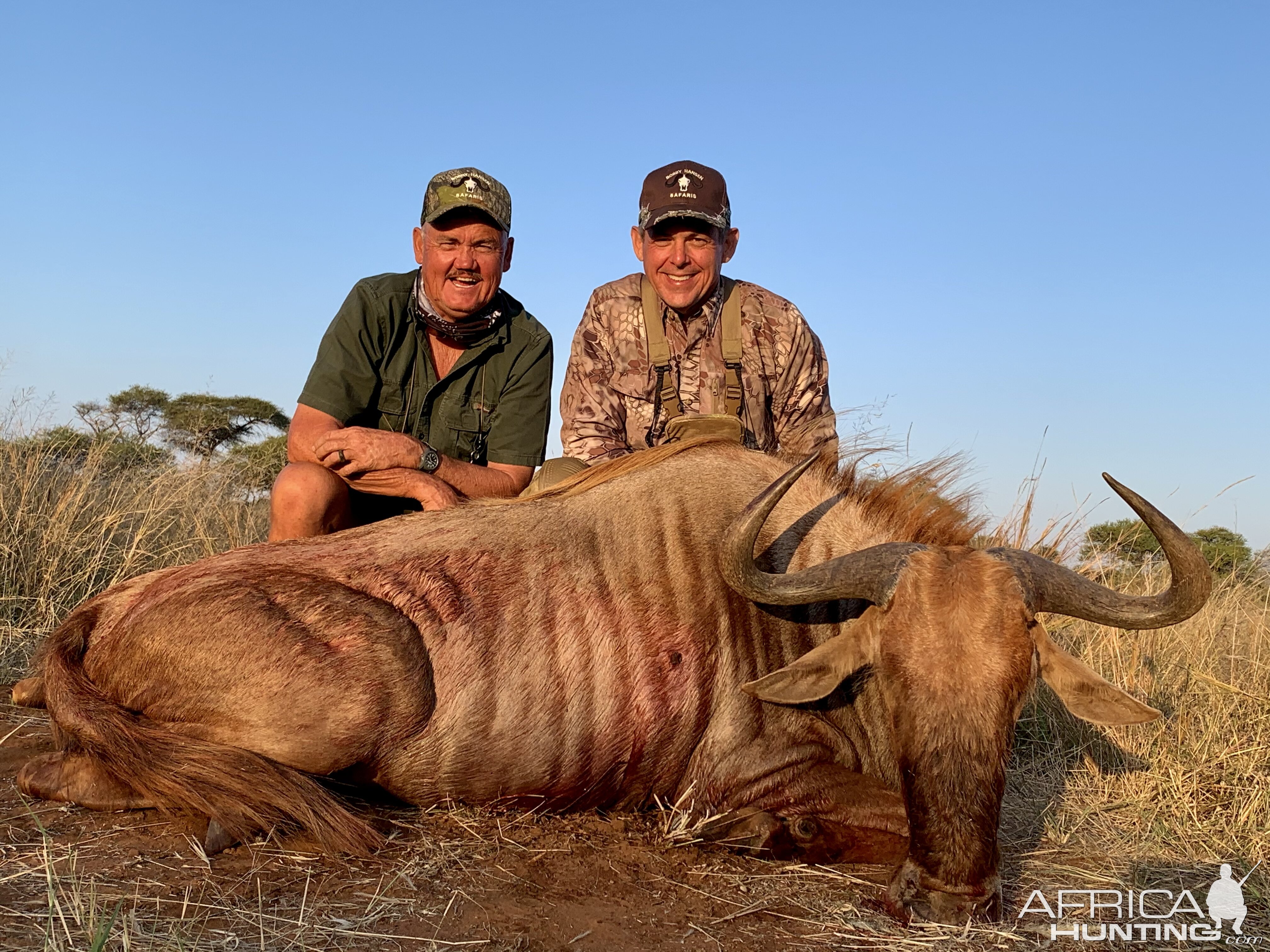 Golden Wildebeest Hunt South Africa