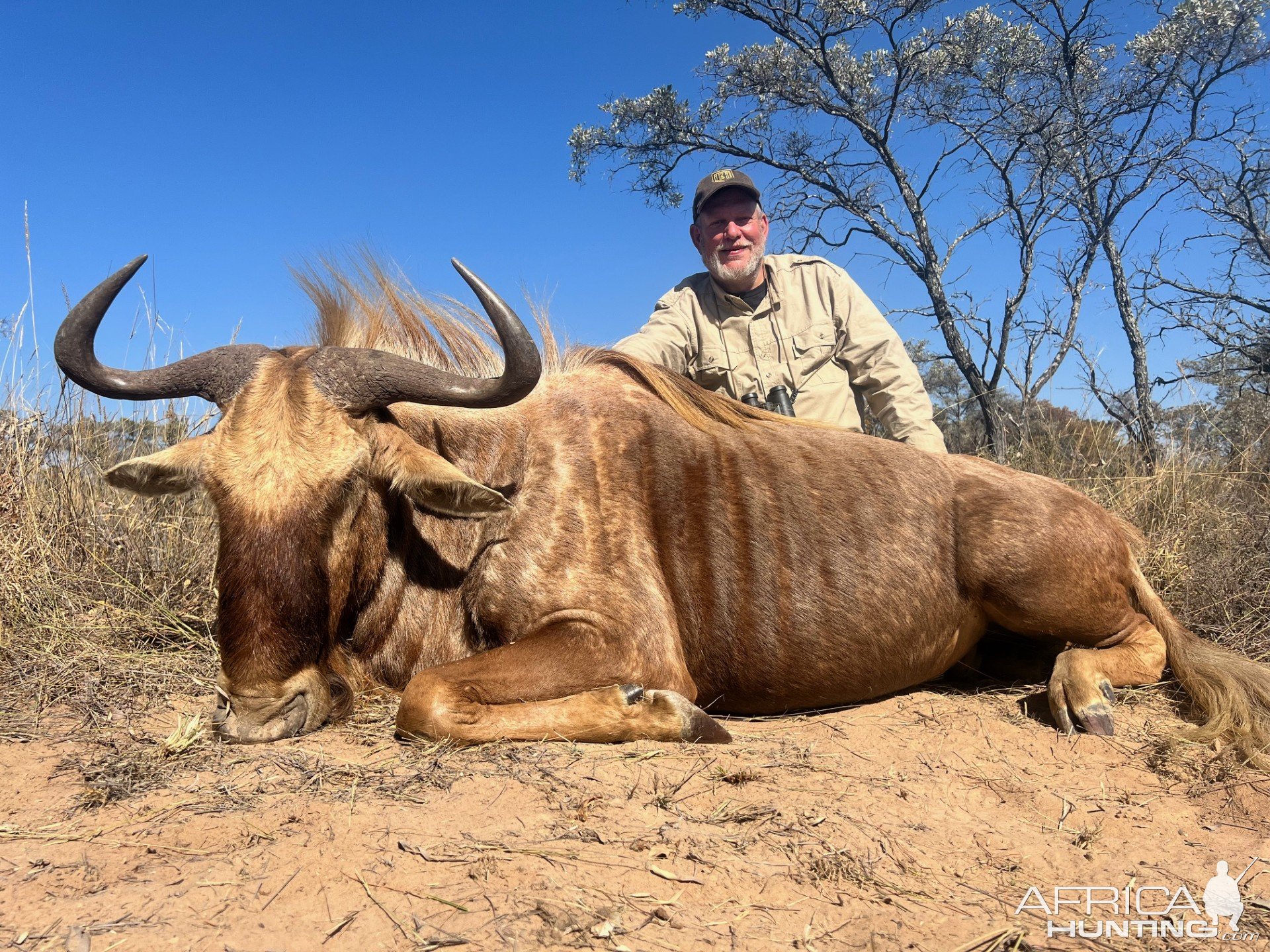 Golden Wildebeest Hunt South Africa