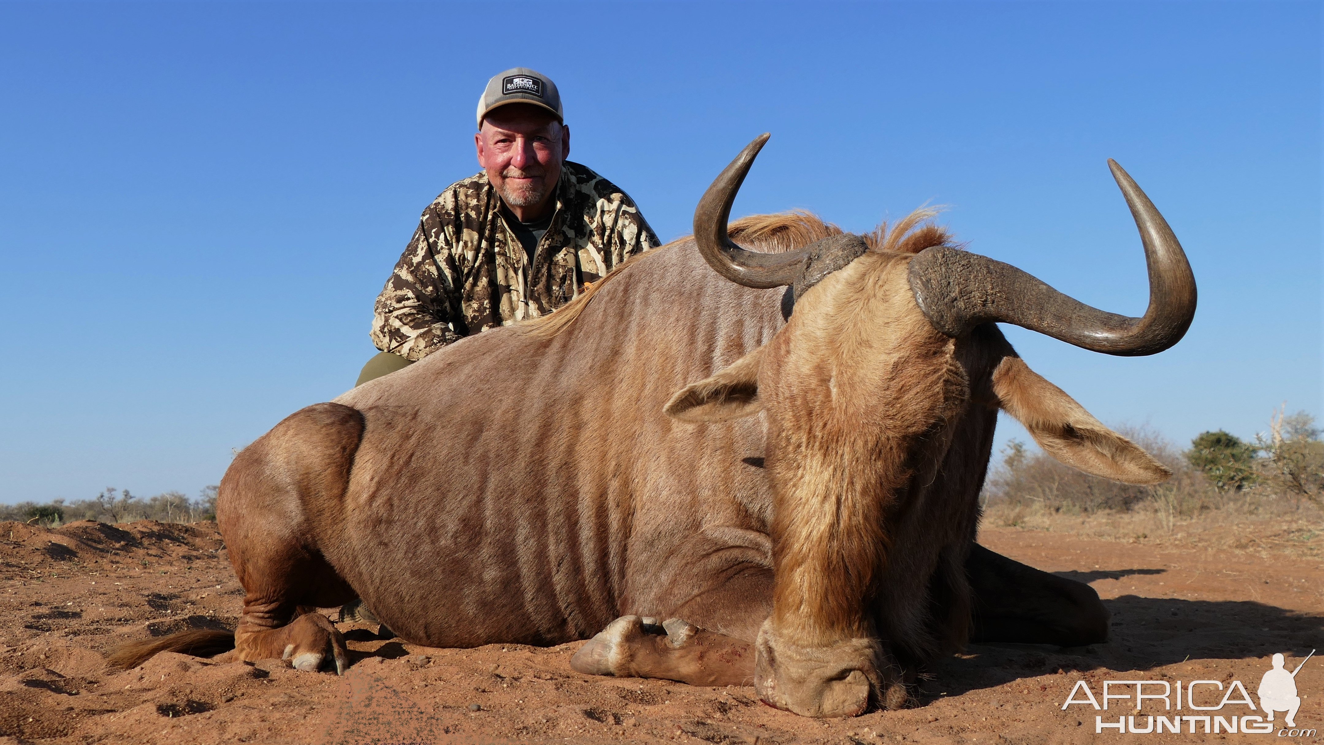 Golden Wildebeest Hunt South Africa