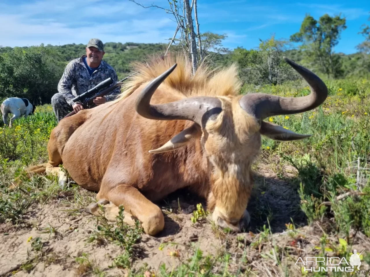 Golden Wildebeest Hunt South Africa