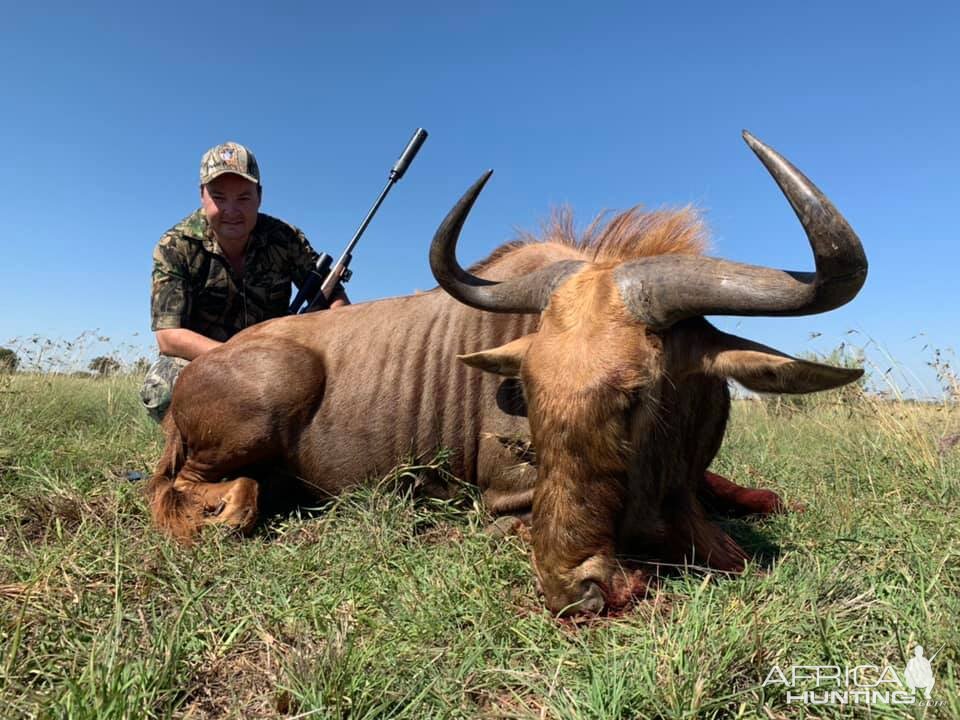 Golden Wildebeest Hunt South Africa