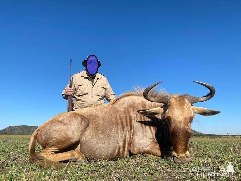 Golden Wildebeest Hunt