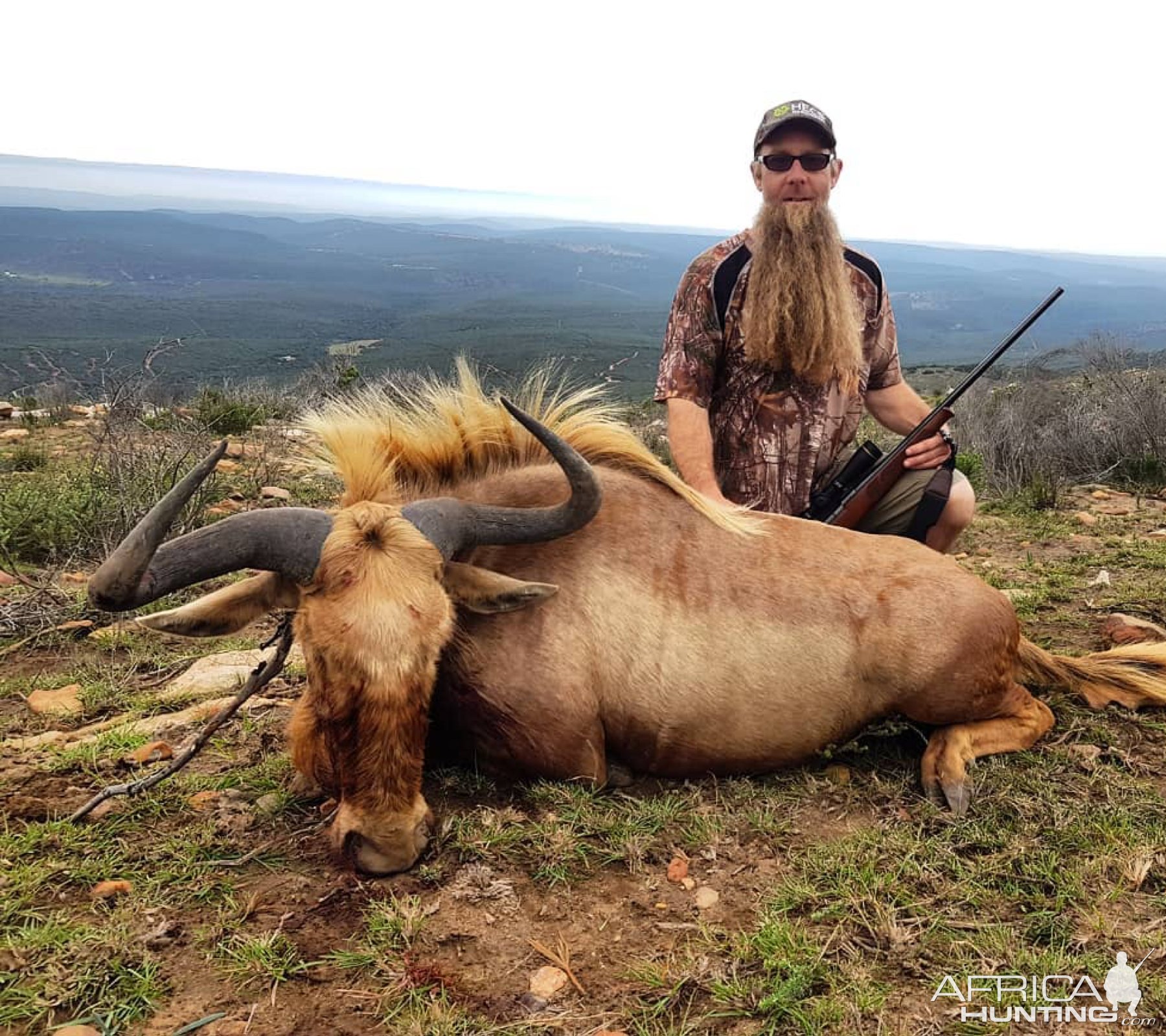 Golden Wildebeest Hunting Eastern Cape South Africa