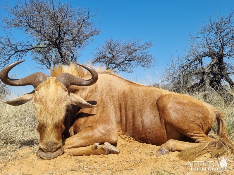 Golden Wildebeest Hunting Kalahari South Africa