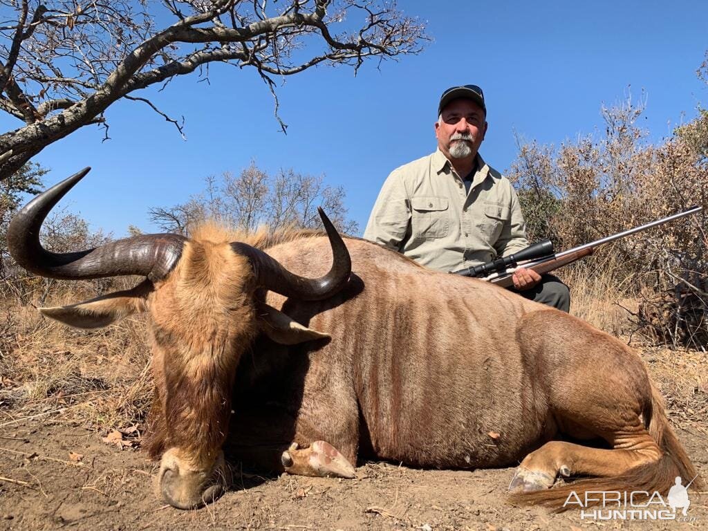 Golden Wildebeest Hunting South Africa