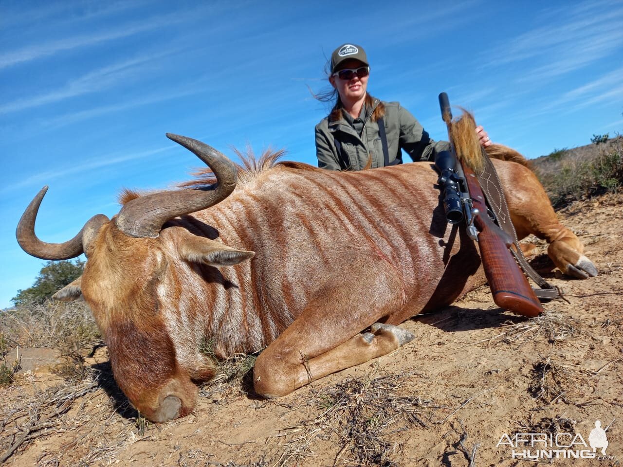 Golden Wildebeest Hunting South Africa