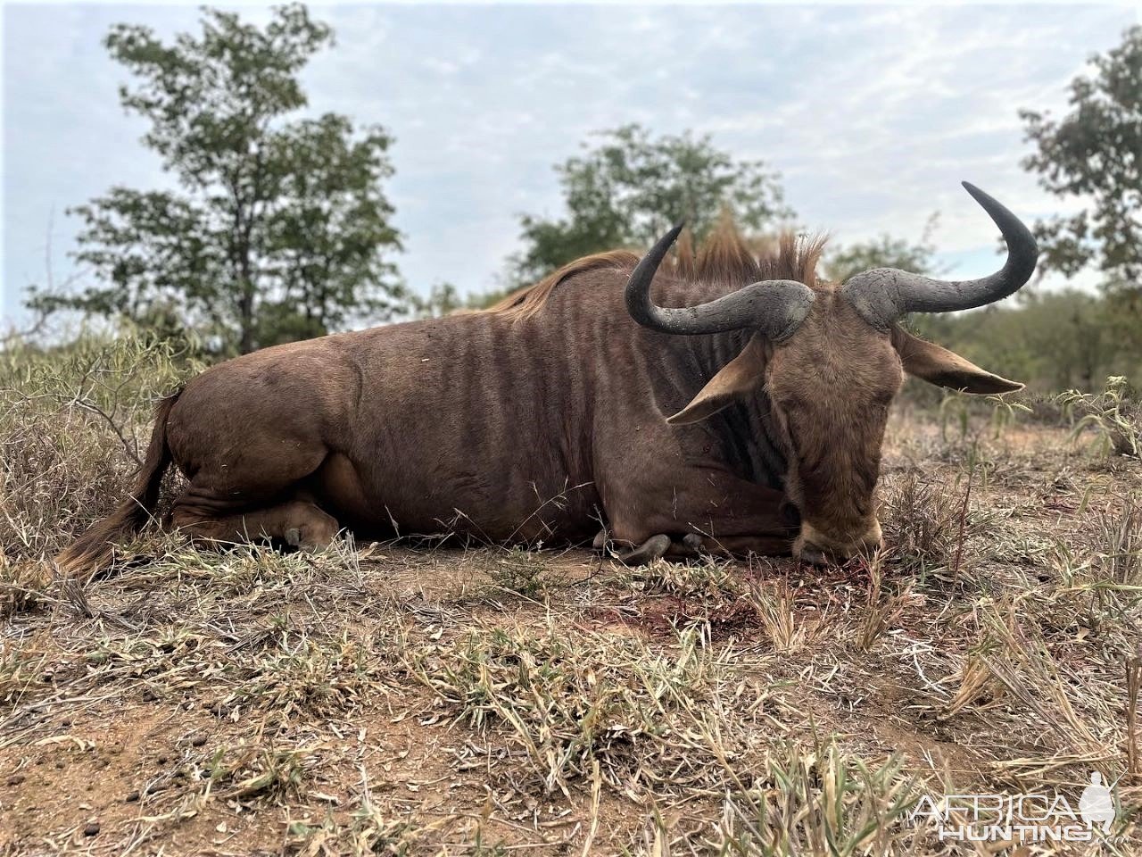 Golden Wildebeest Hunting South Africa