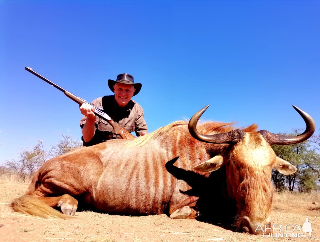 Golden Wildebeest Hunting