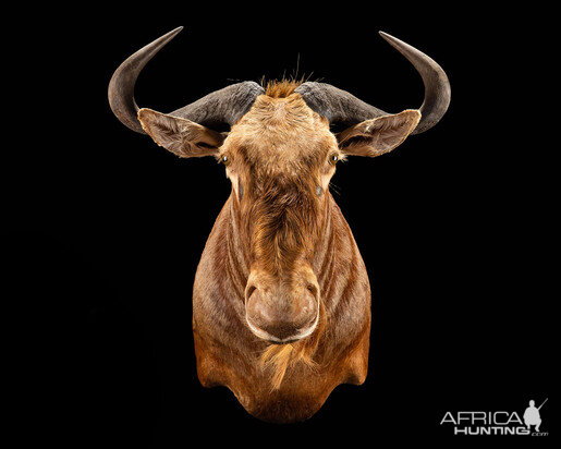 Golden Wildebeest Shoulder Mount Taxidermy