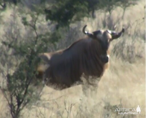 Golden Wildebeest South Africa