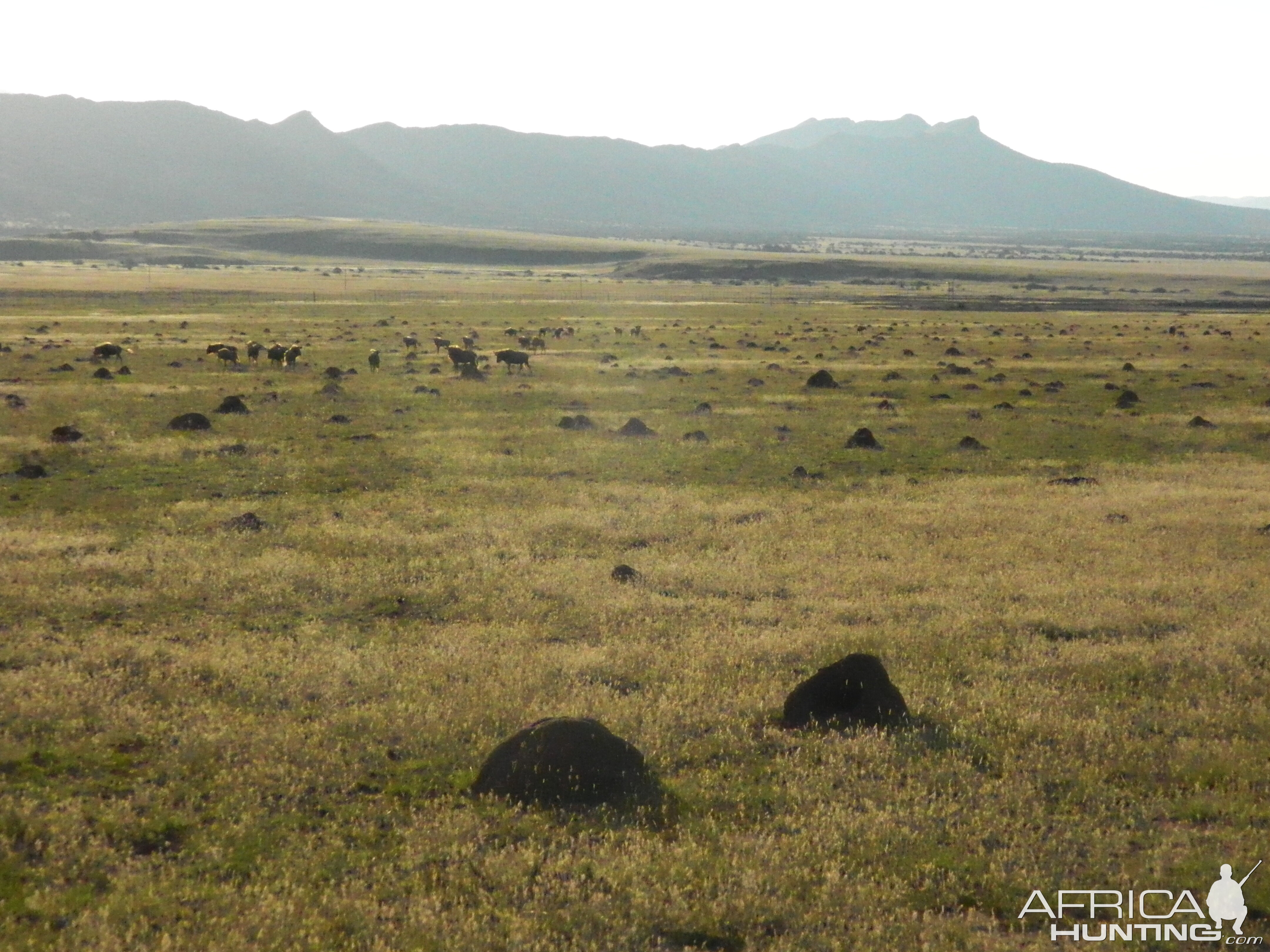 Golden Wildebeest  South Africa