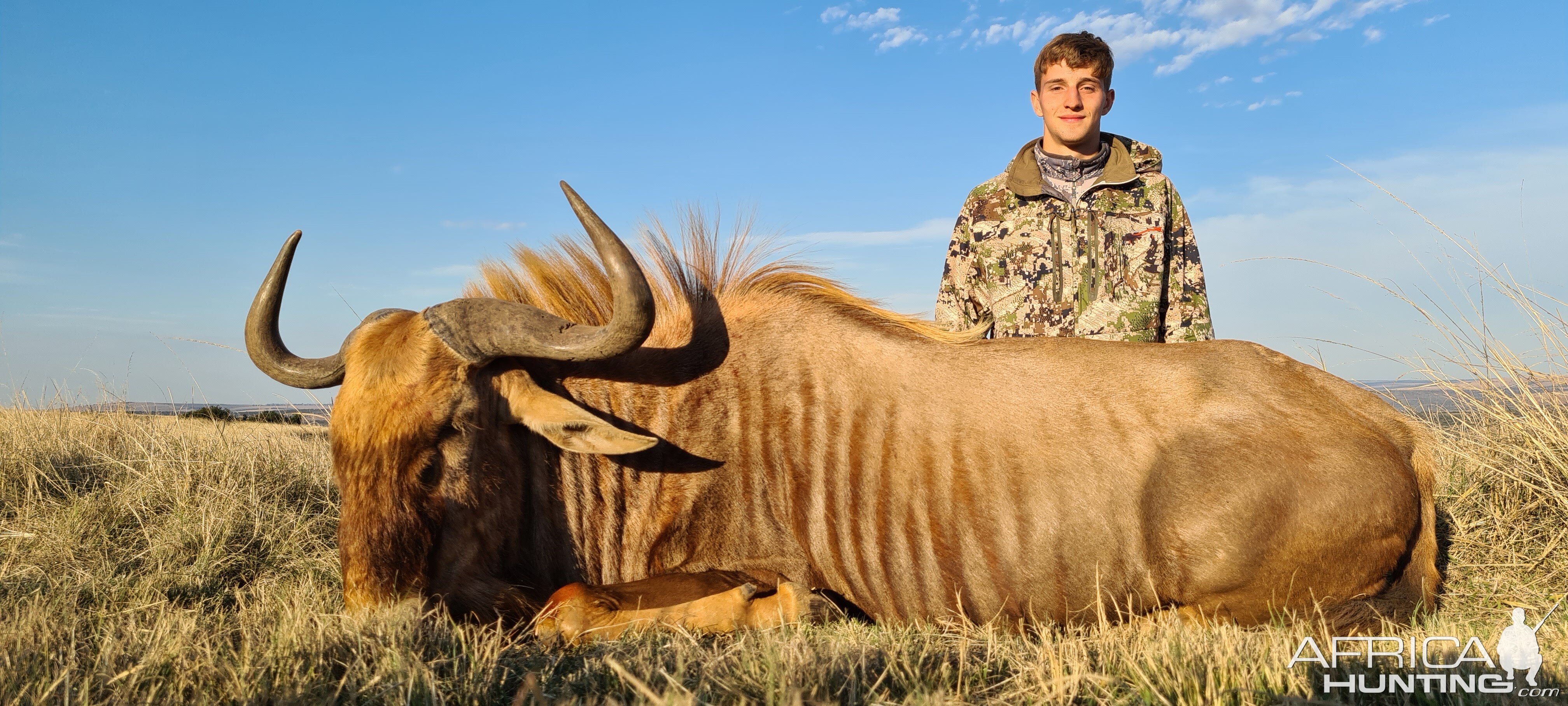 Golden Wildebeest