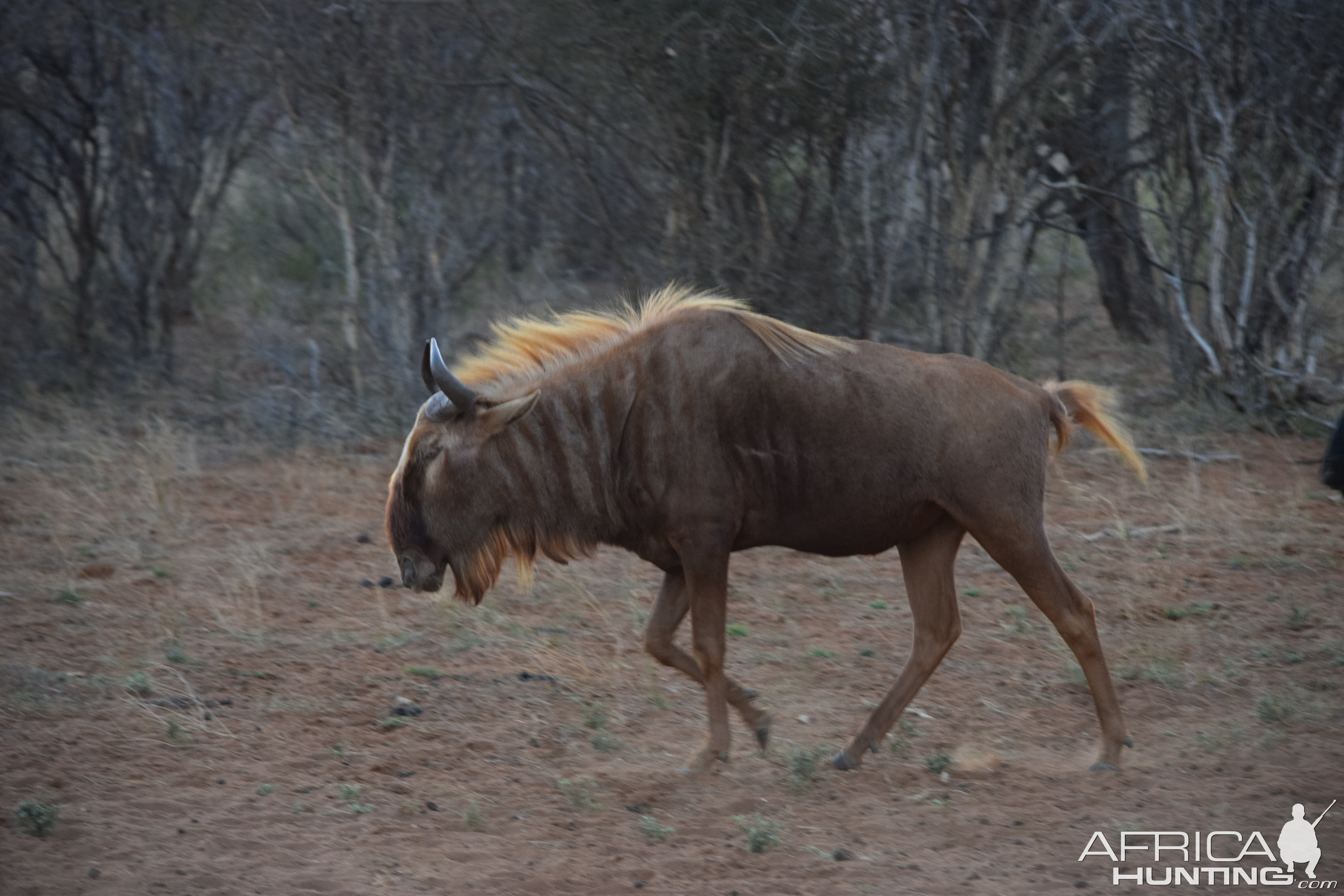 Golden Wildebeest