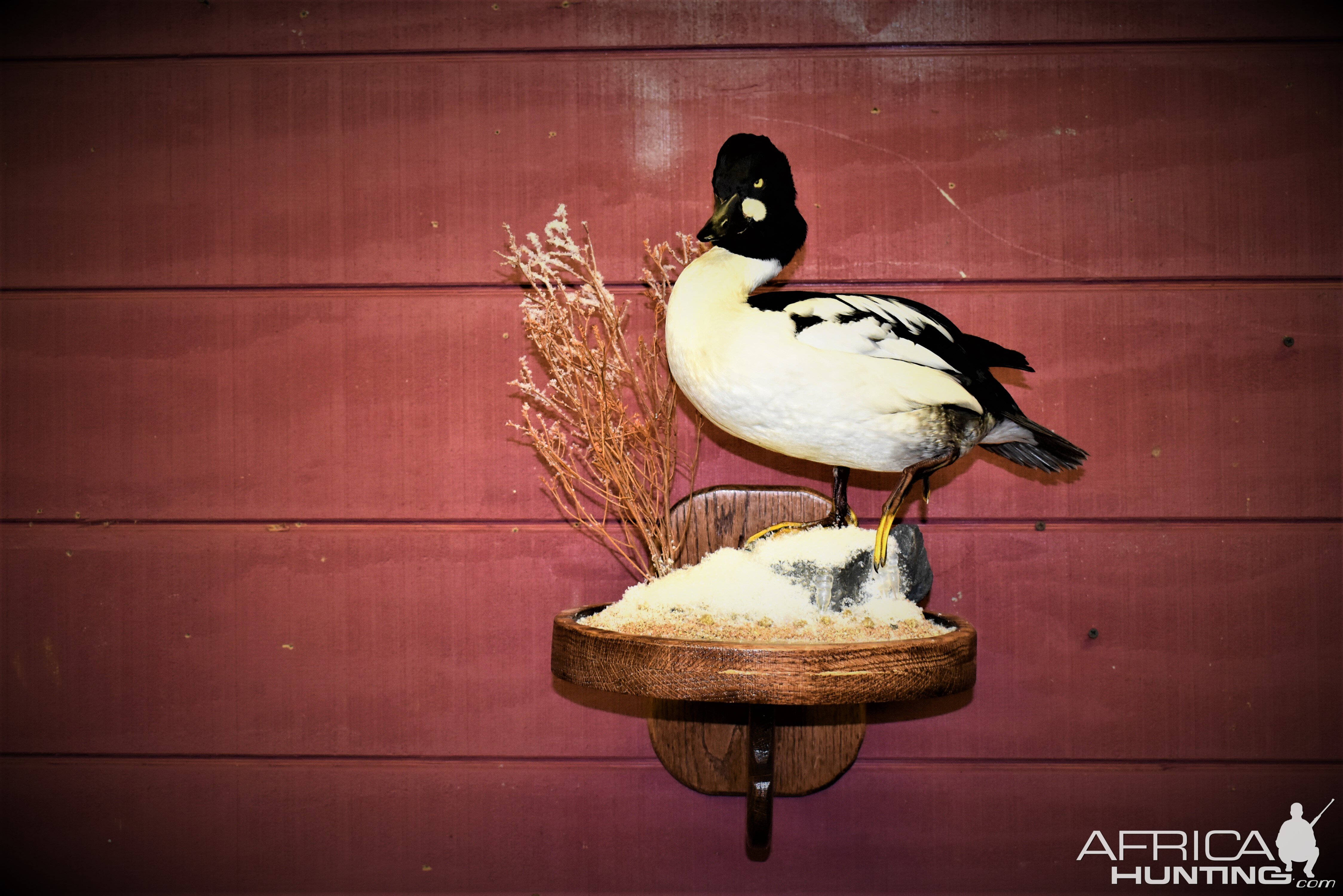 Goldeneye Duck Full Mount Taxidermy