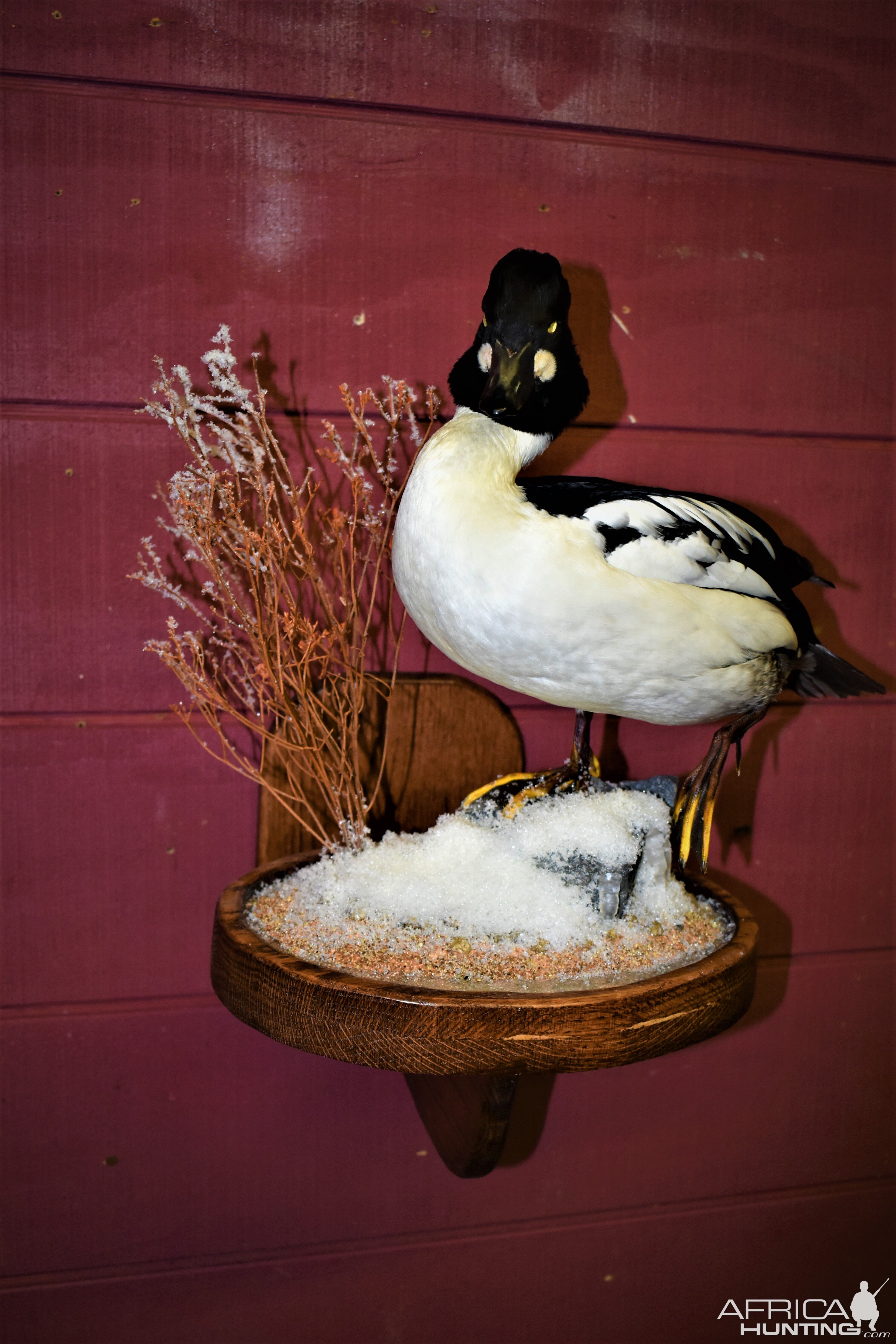 Goldeneye Duck Full Mount Taxidermy