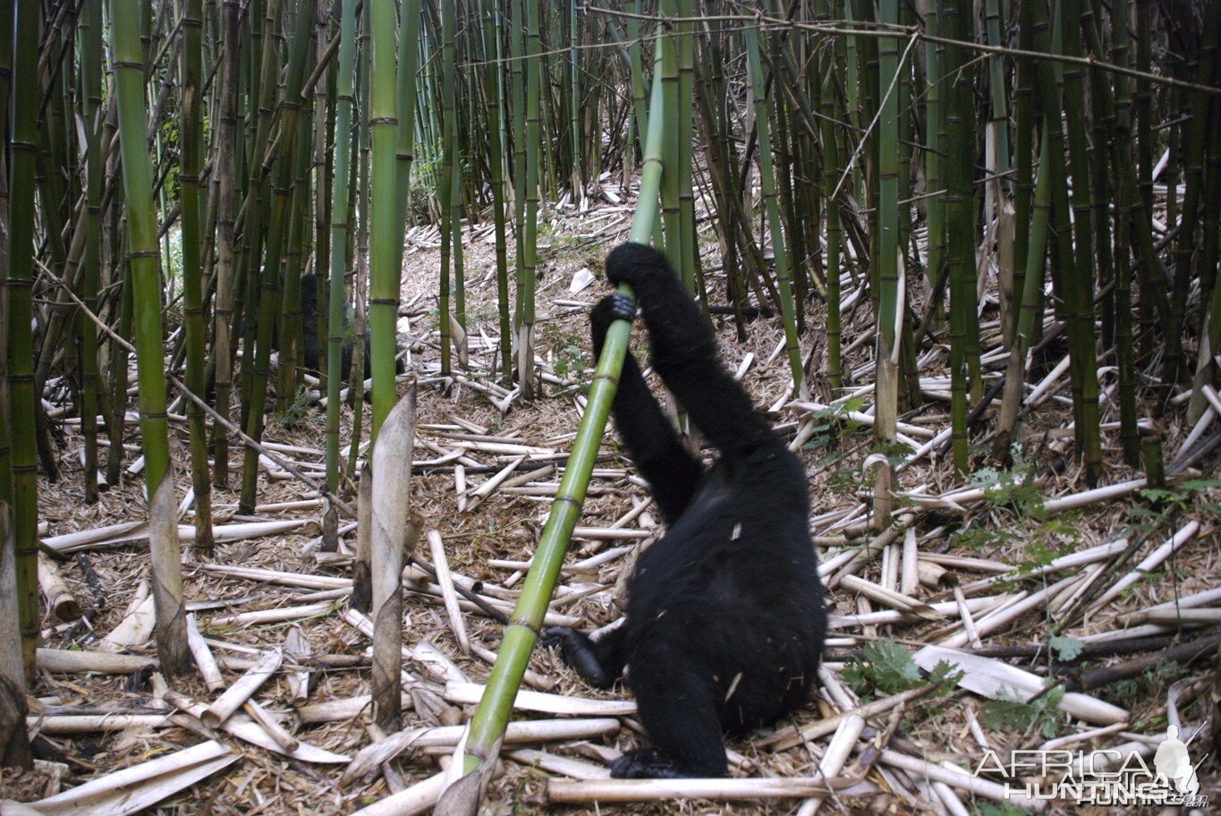 Gorilla Tracking