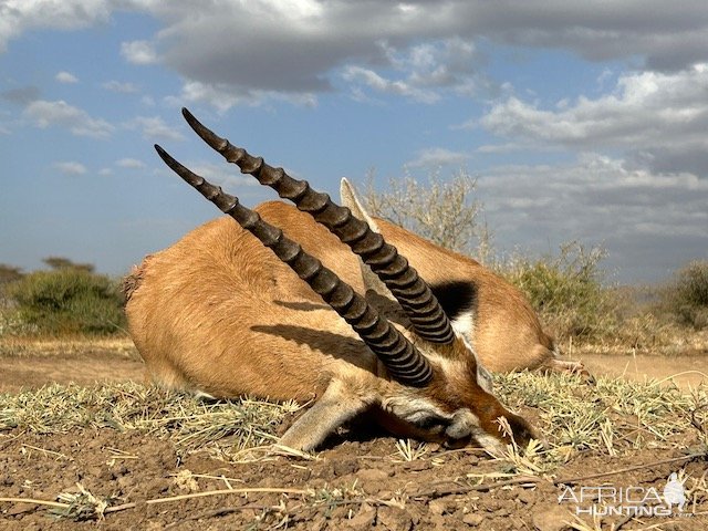 Grant's Gazelle Hunt Tanzania