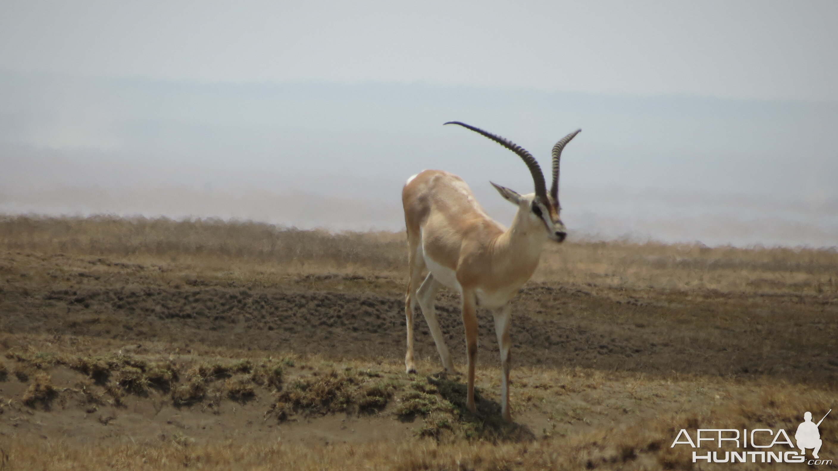 Grants' Gazelle Tanzania