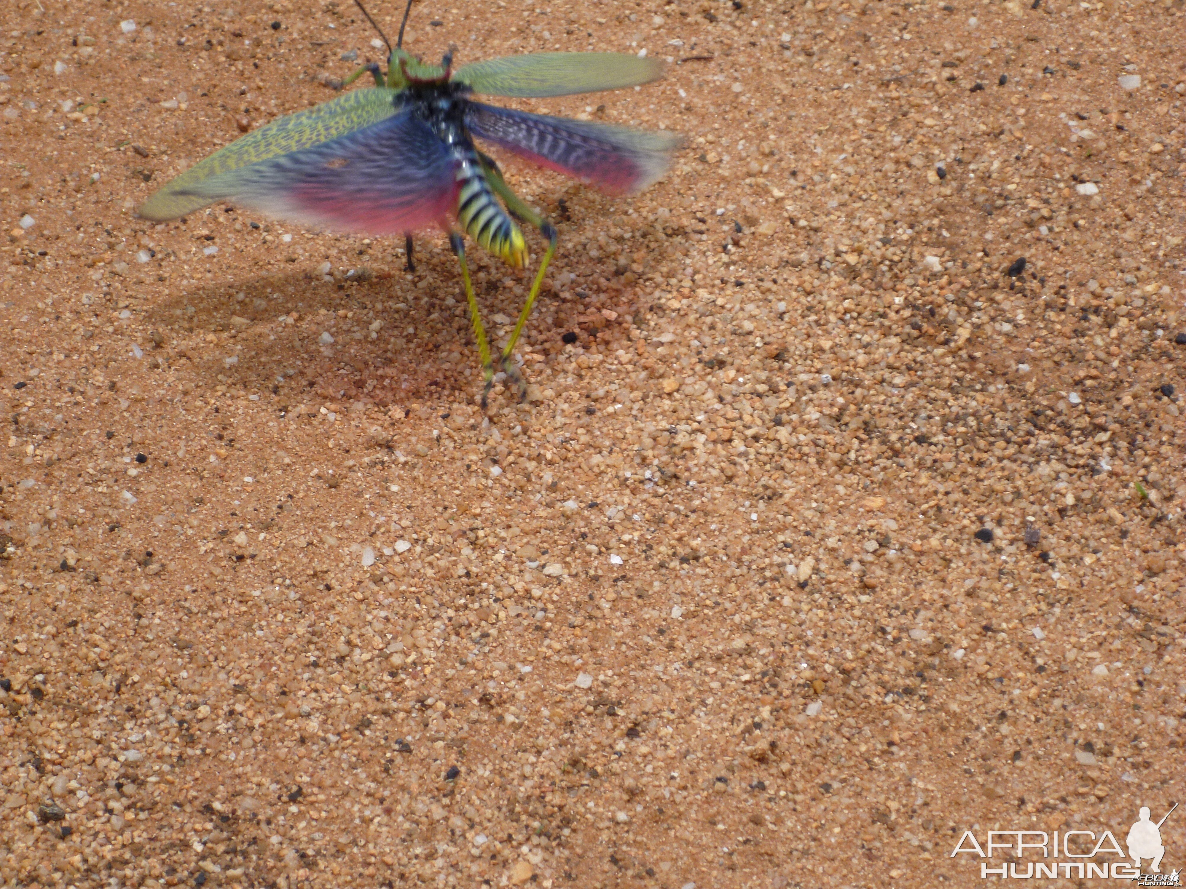 Grasshopper Namibia