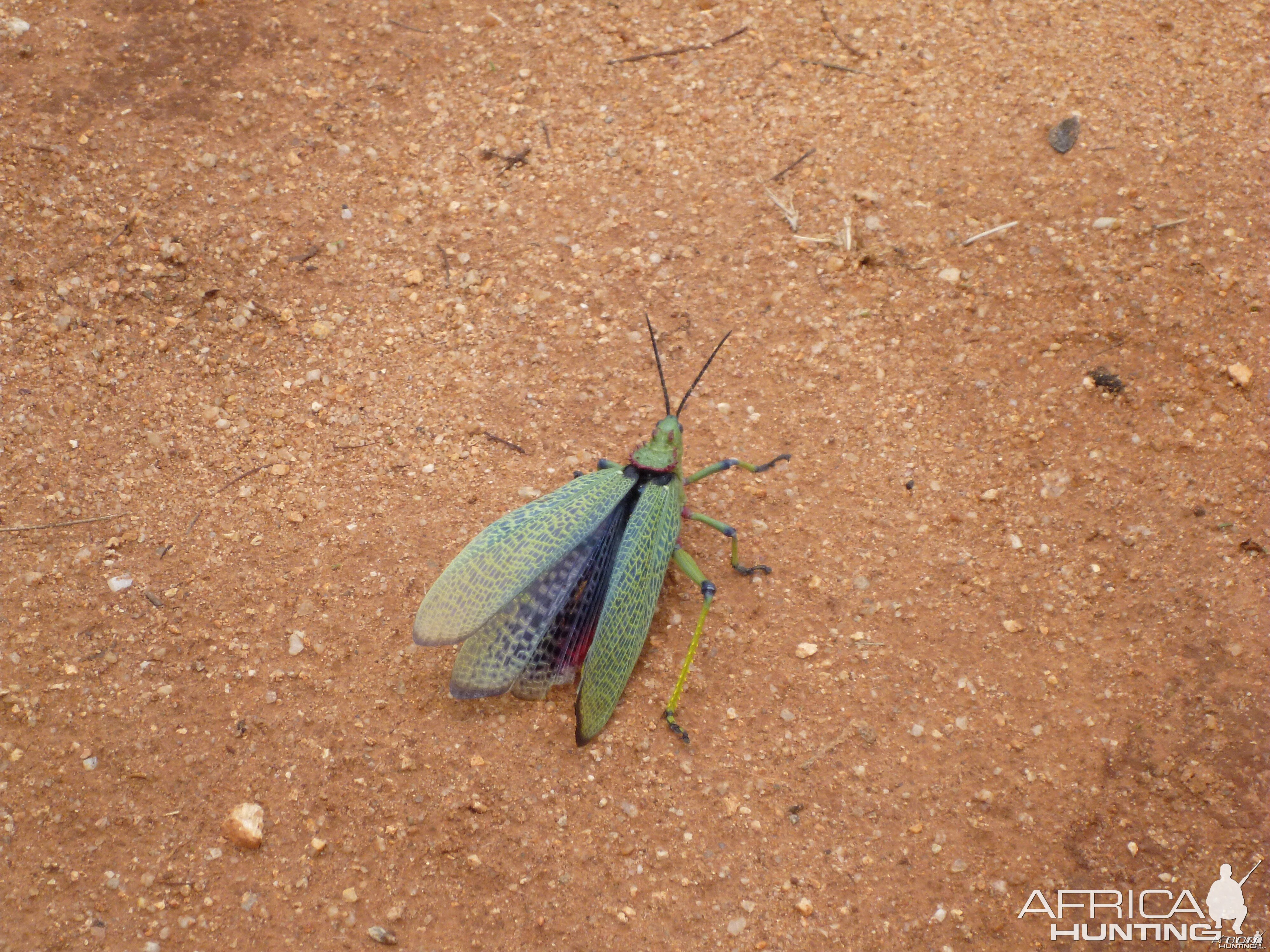 Grasshopper Namibia