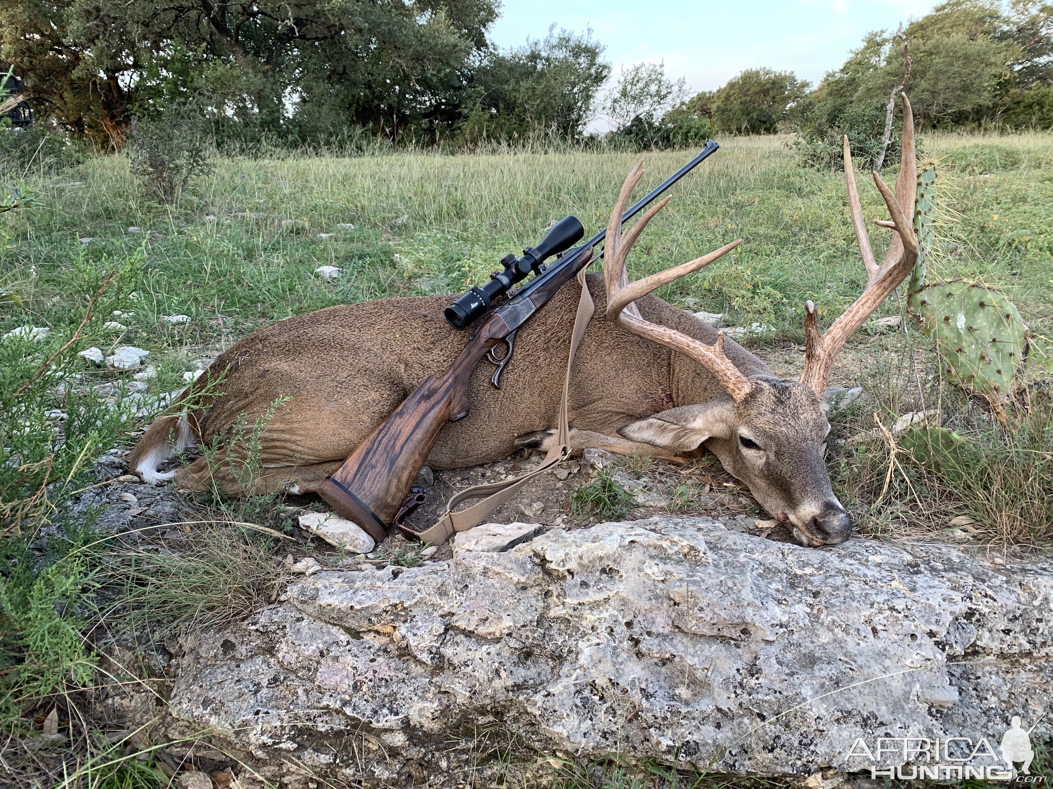 Great Hill Country Buck  Photo #1