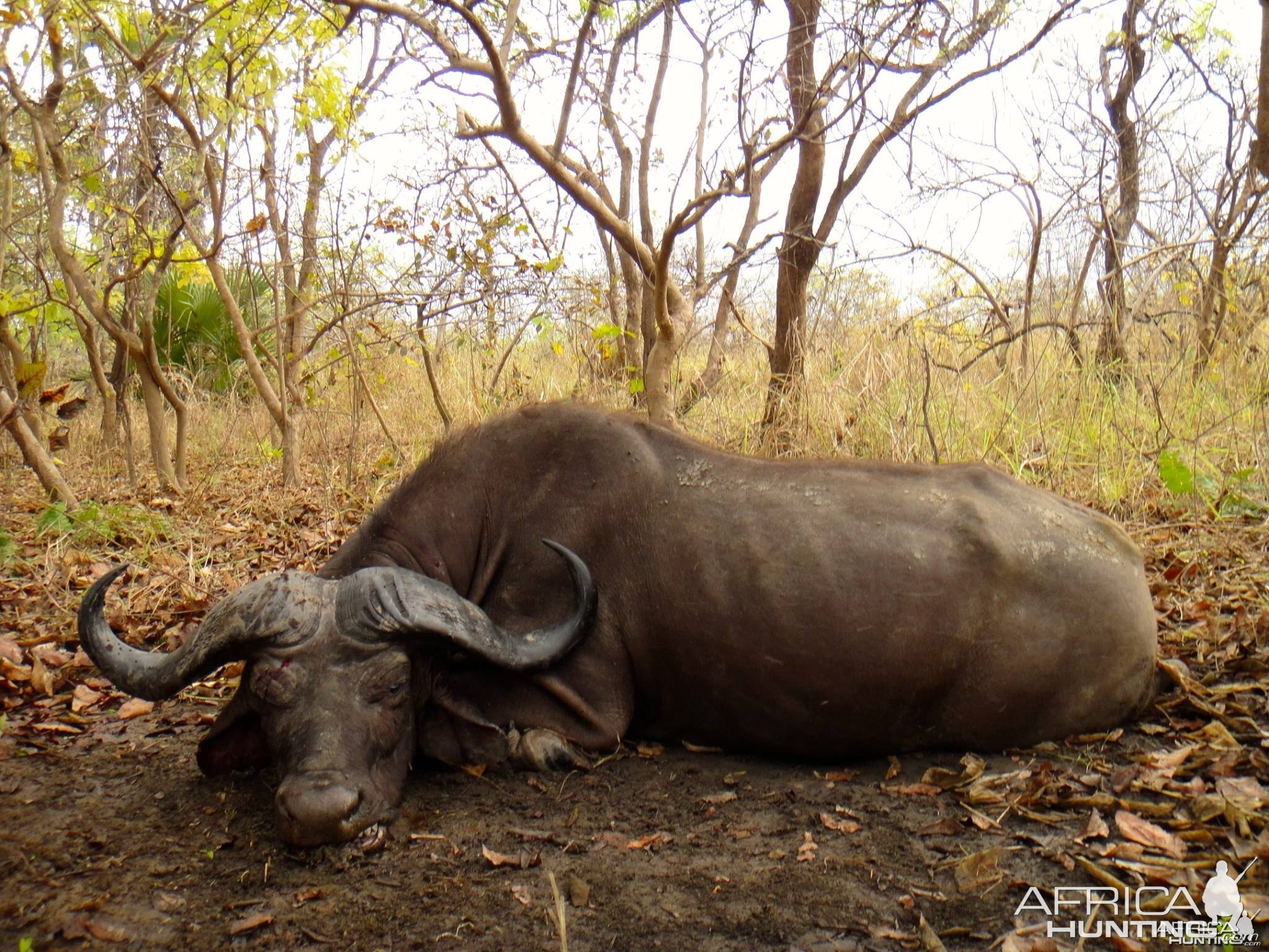 Great old Buffalo