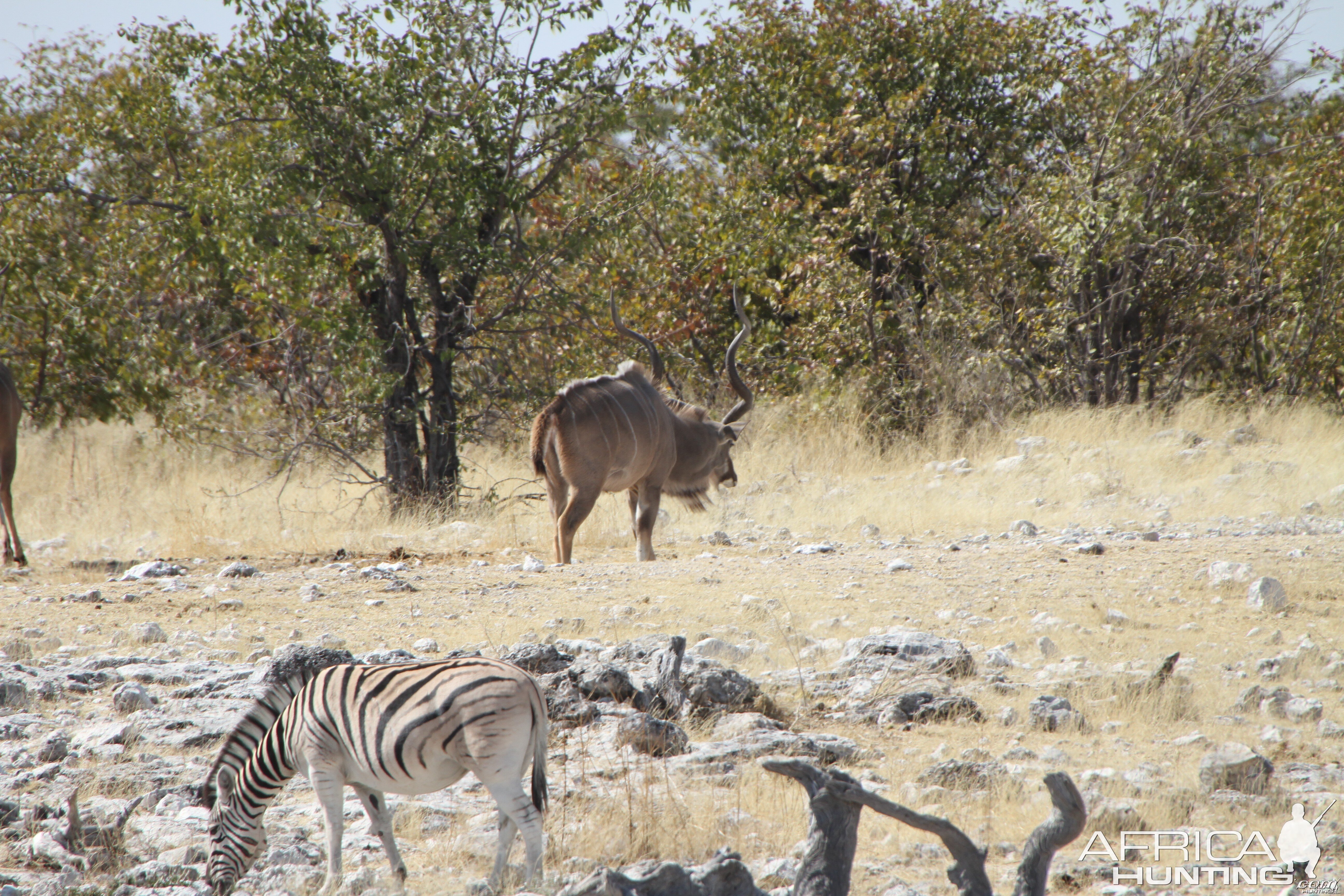 Greater Kudu at Etosha National Park