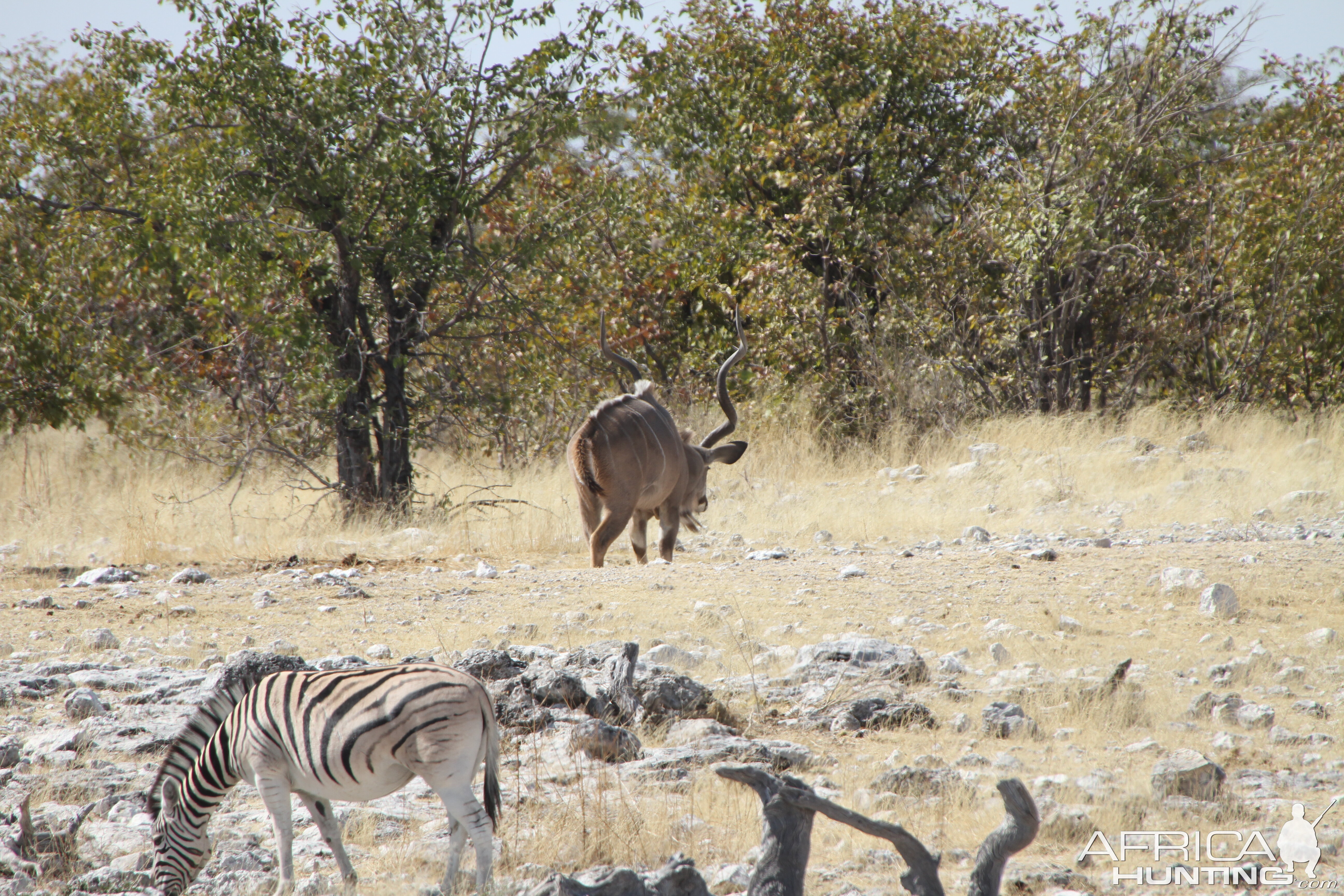 Greater Kudu at Etosha National Park