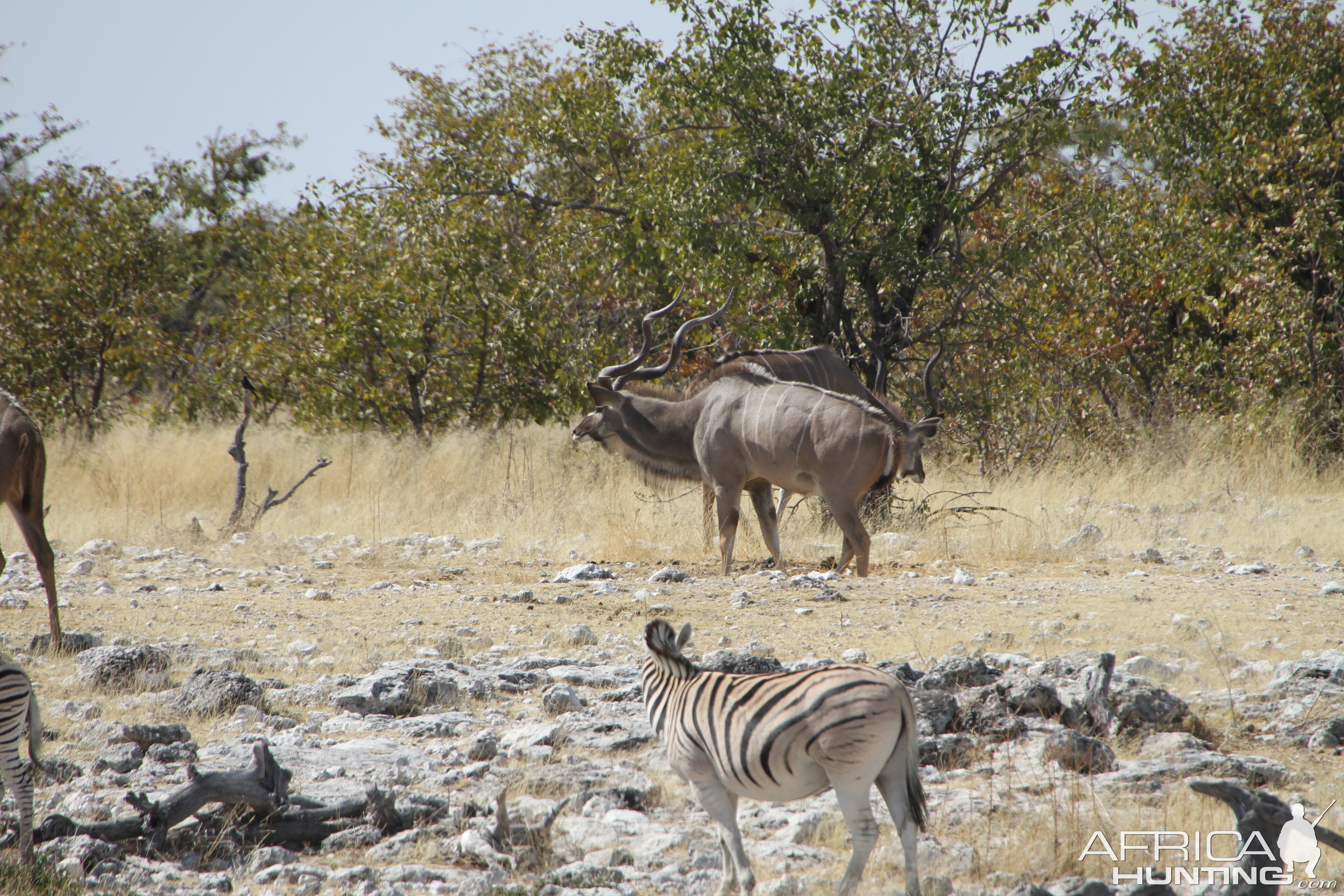 Greater Kudu at Etosha National Park