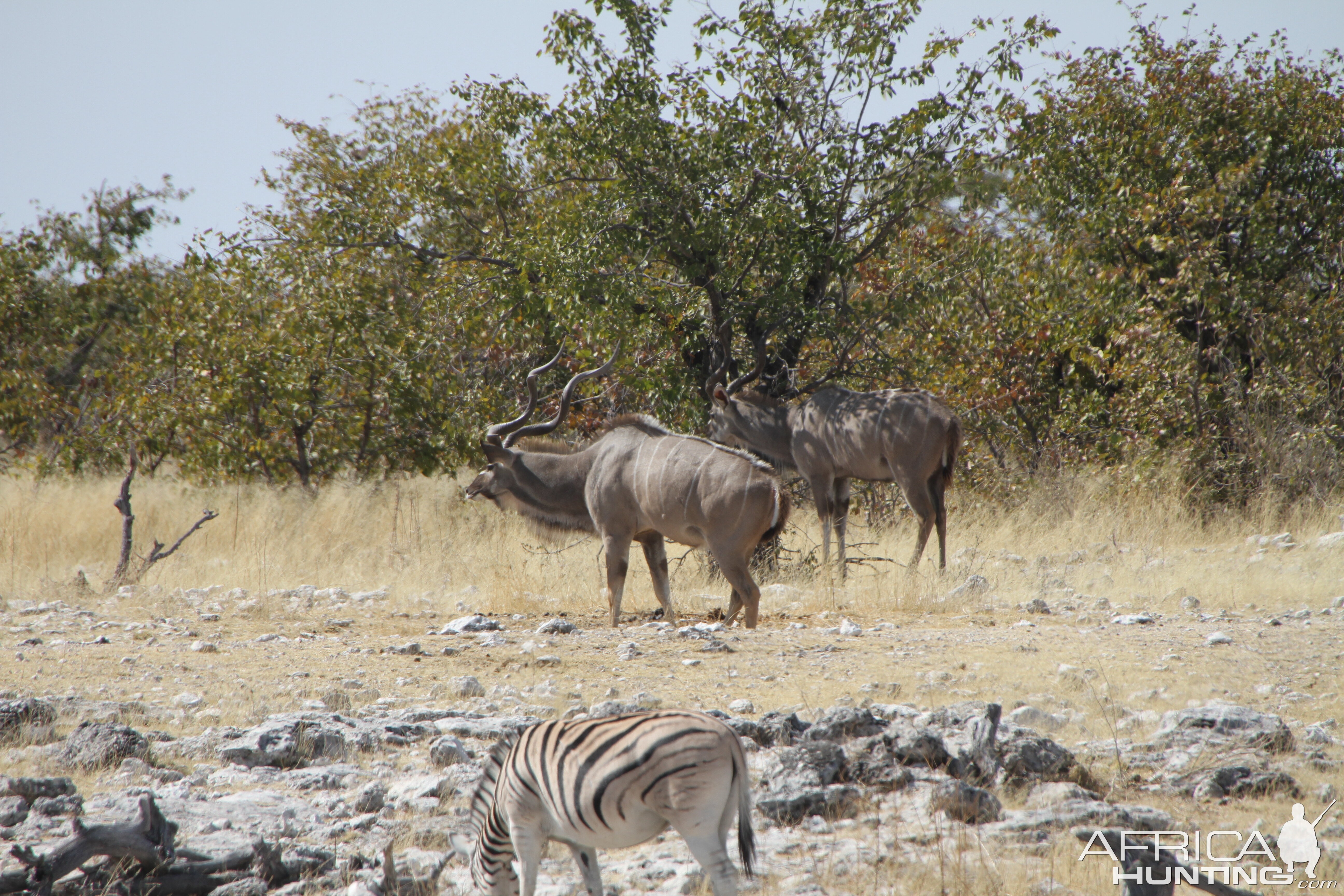 Greater Kudu at Etosha National Park