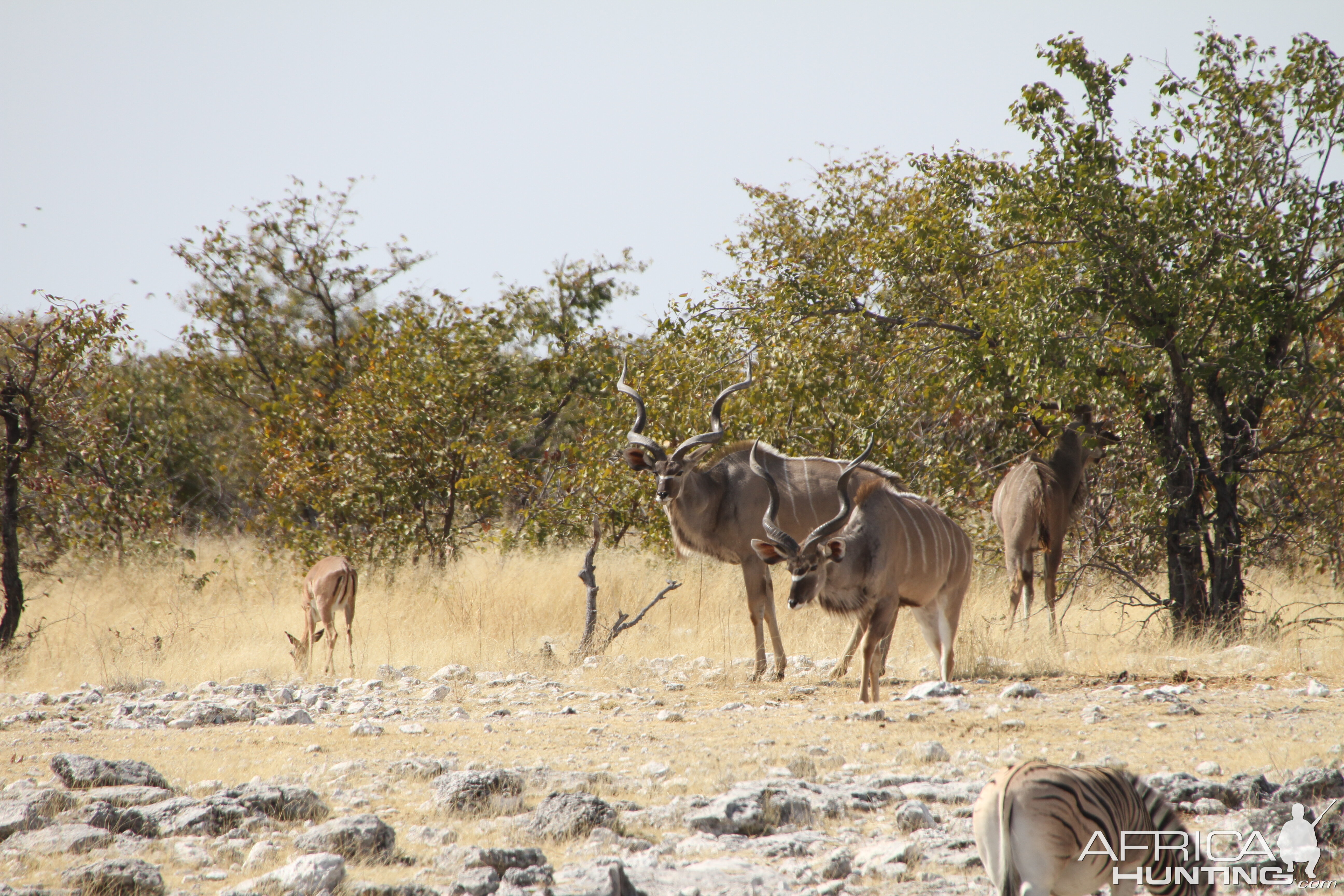 Greater Kudu at Etosha National Park