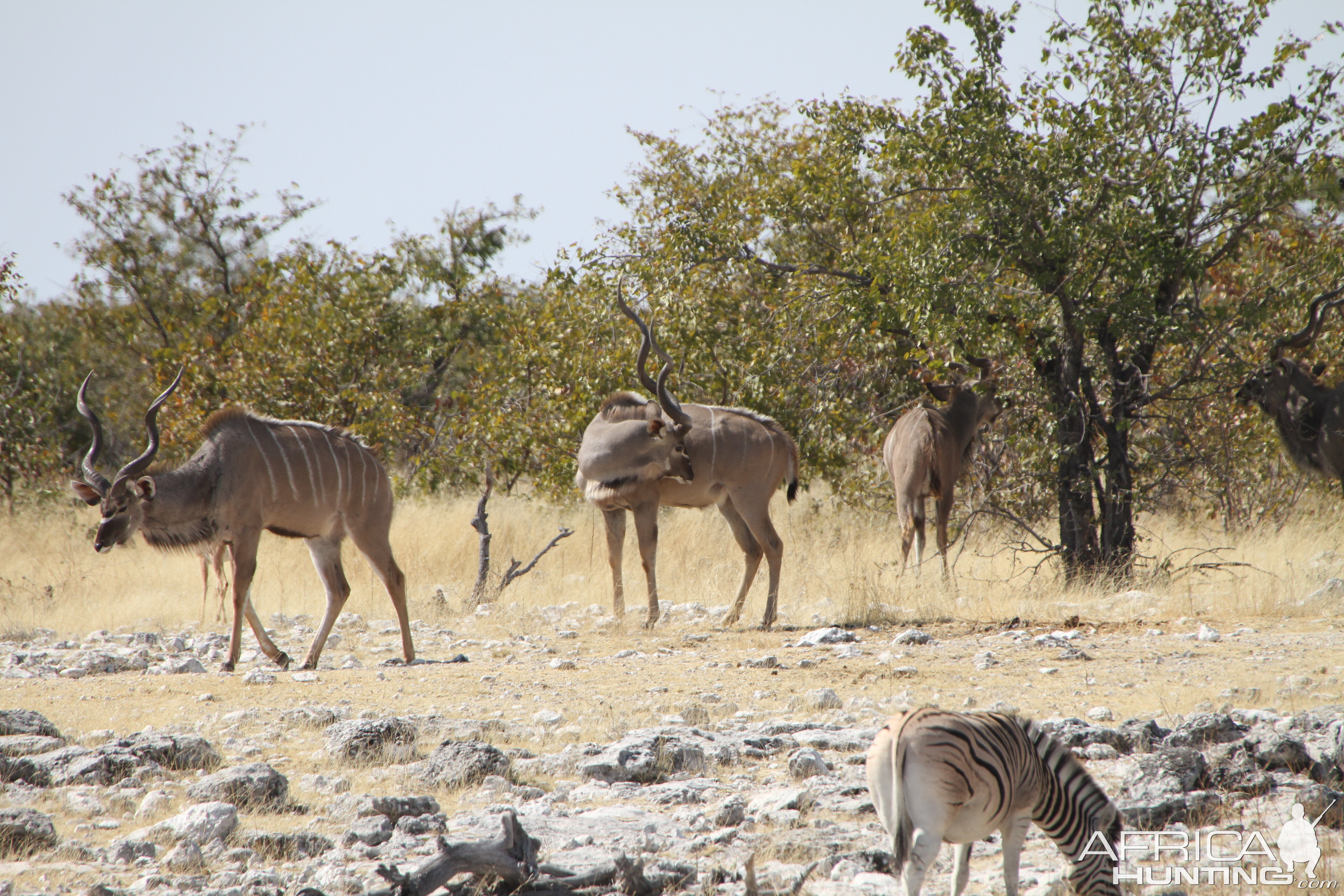 Greater Kudu at Etosha National Park