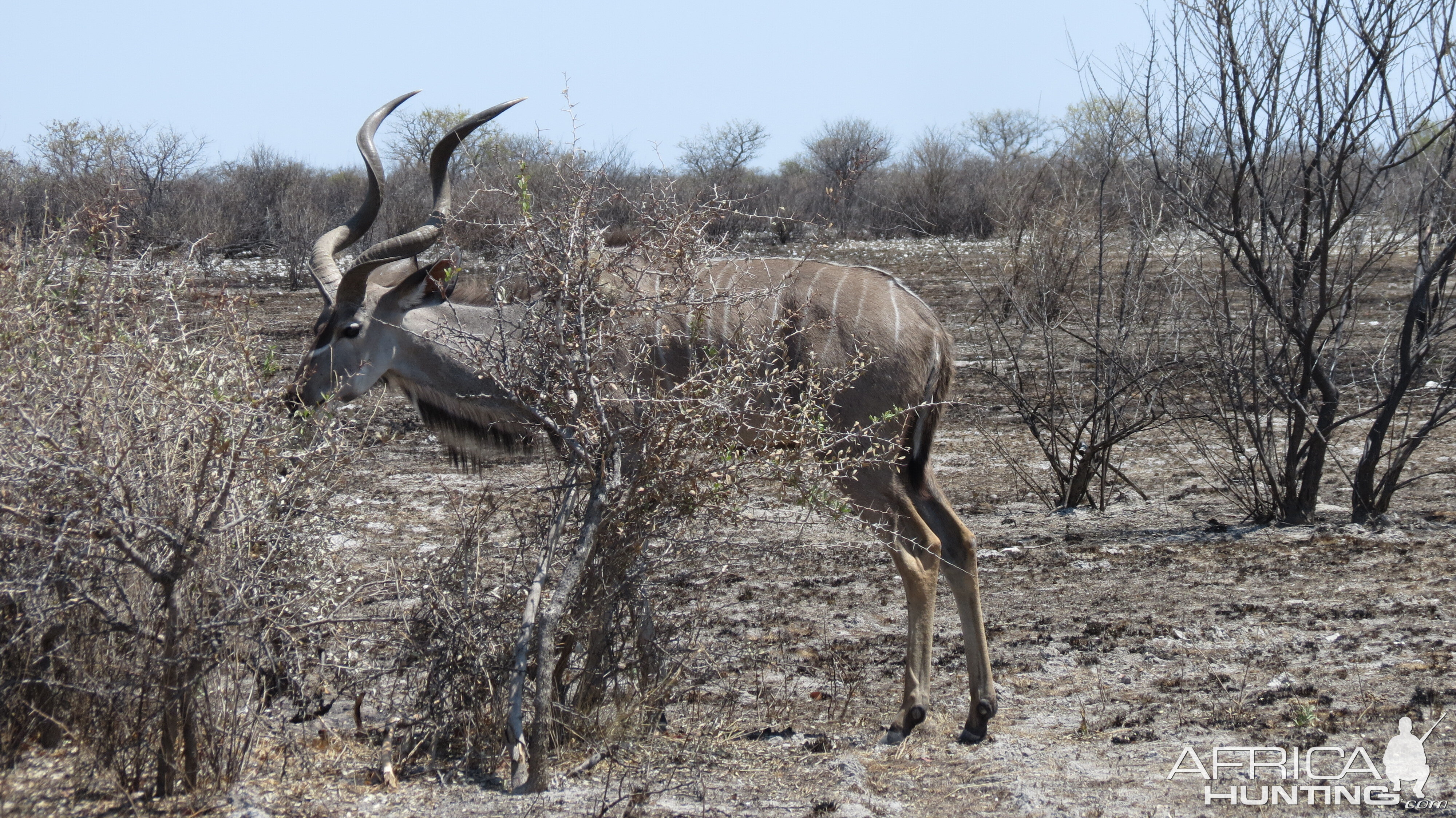 Greater Kudu at Etosha National Park