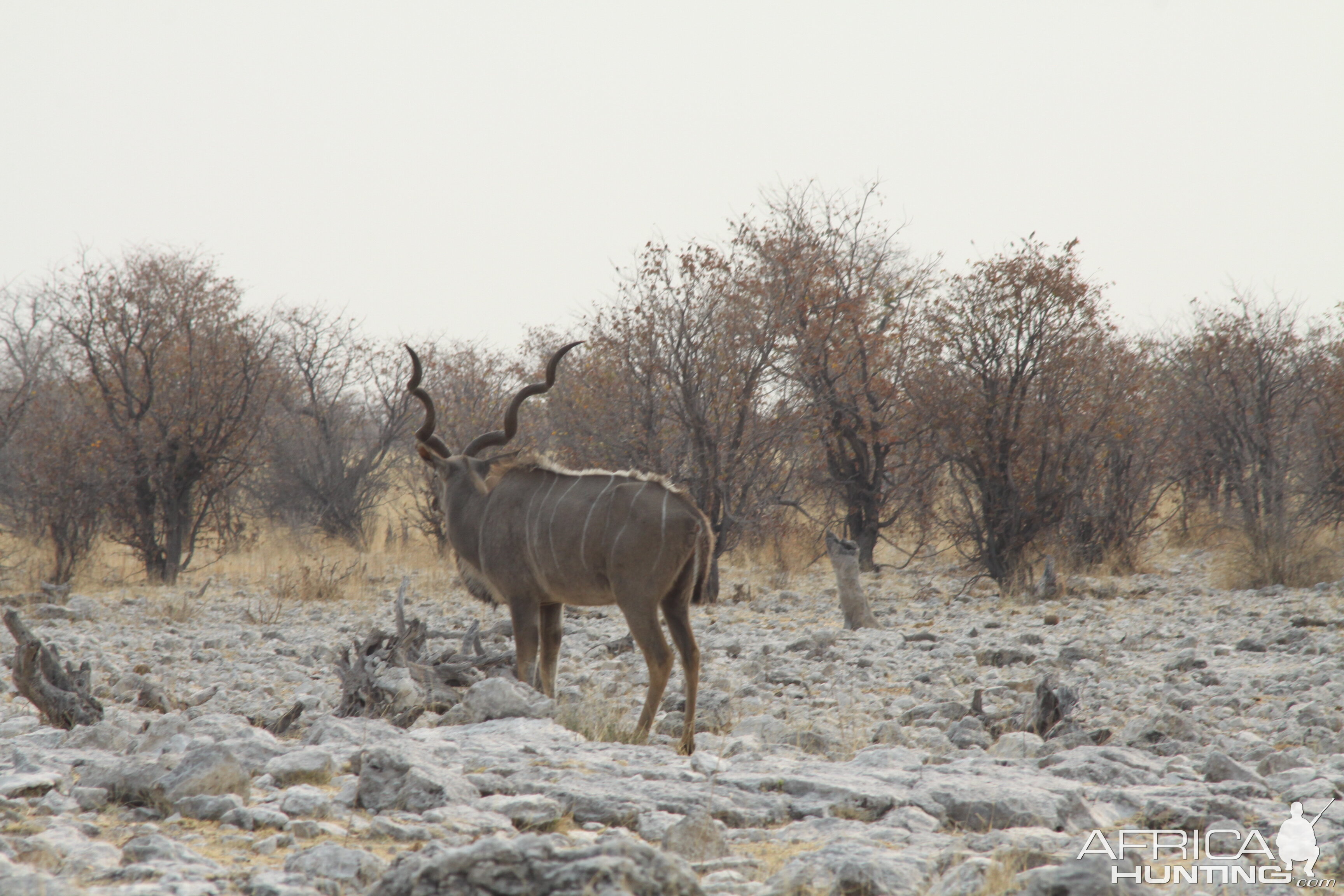 Greater Kudu at Etosha National Park