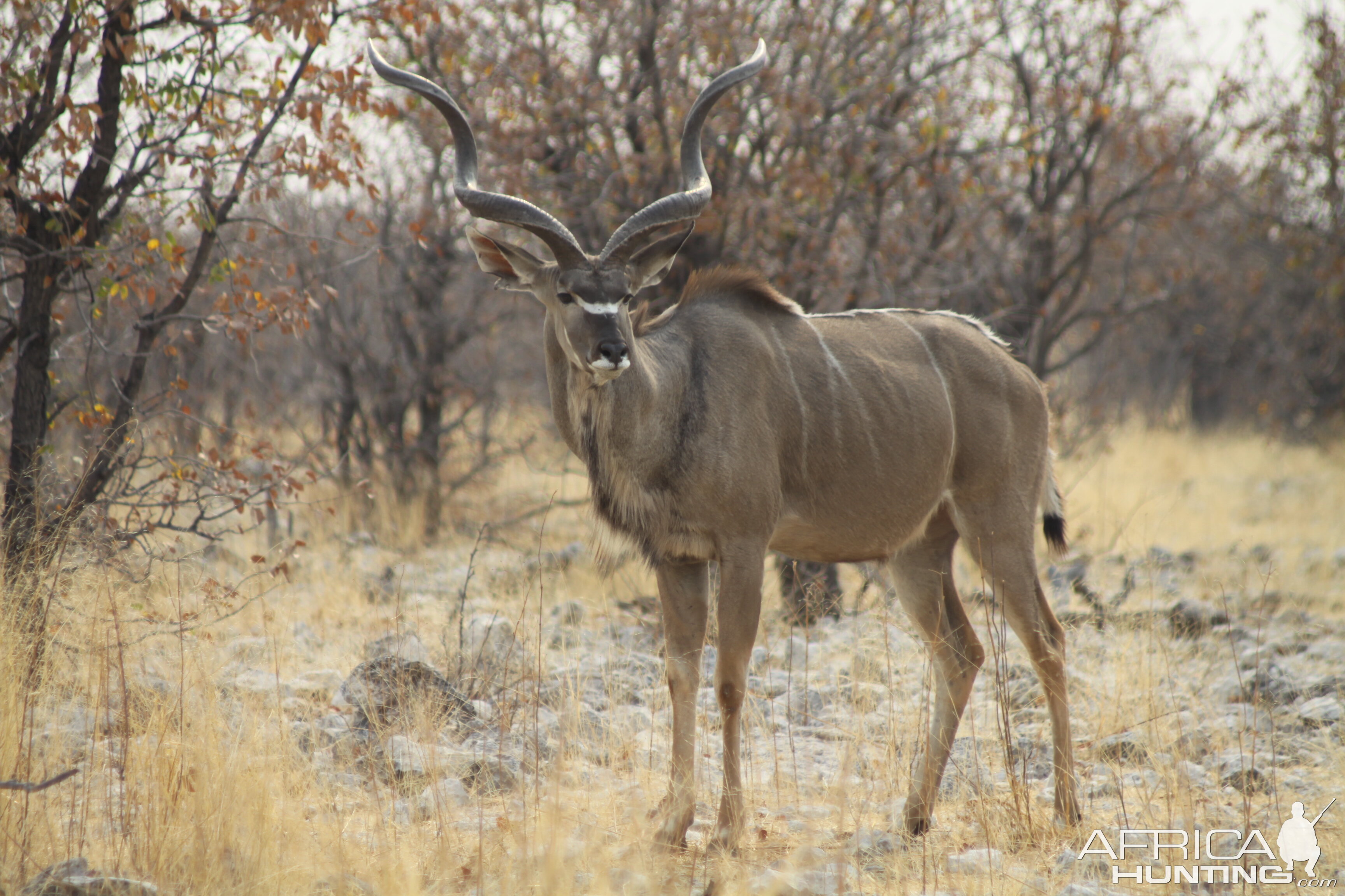 Greater Kudu at Etosha National Park