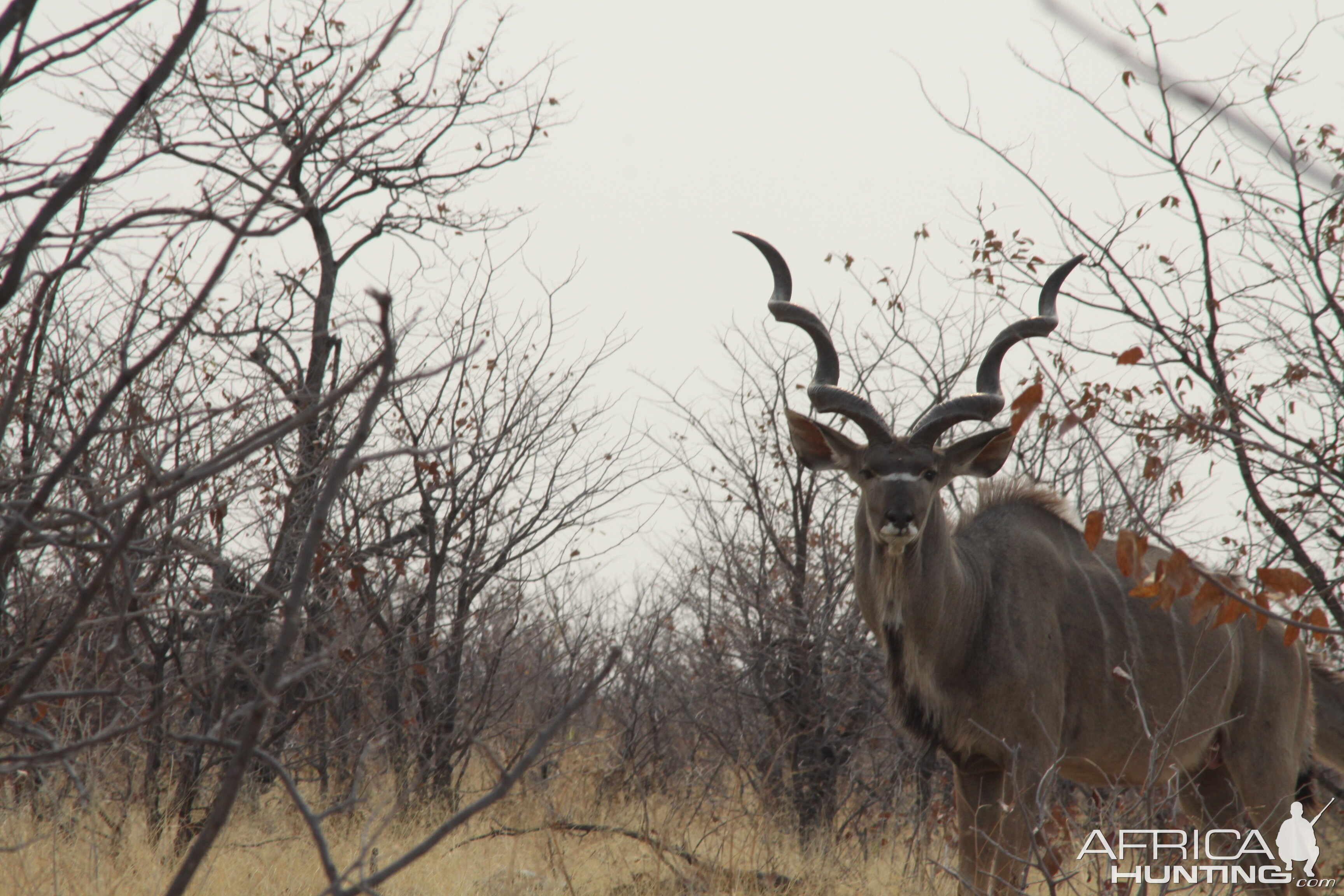 Greater Kudu at Etosha National Park