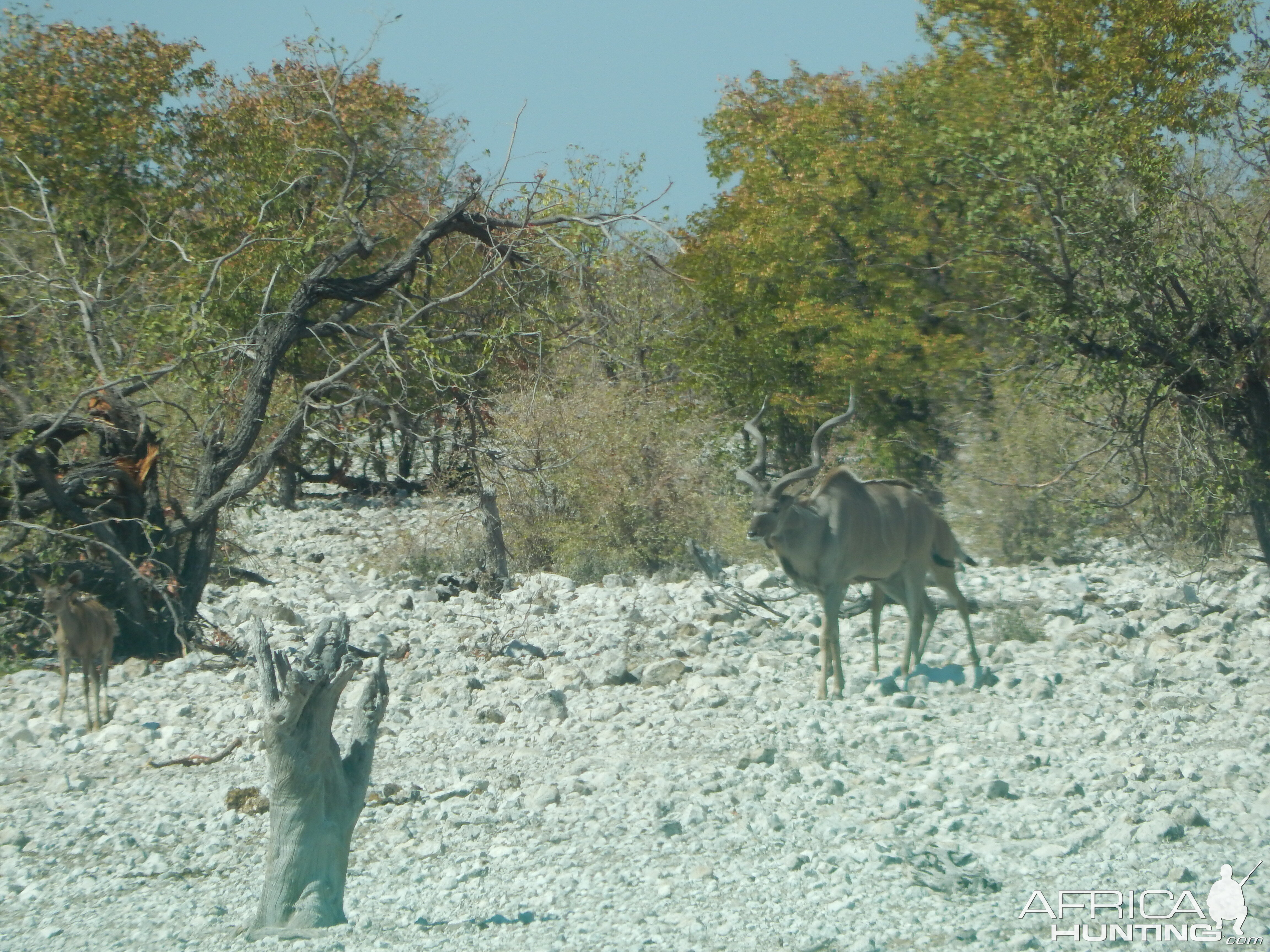 Greater Kudu Etosha Namibia