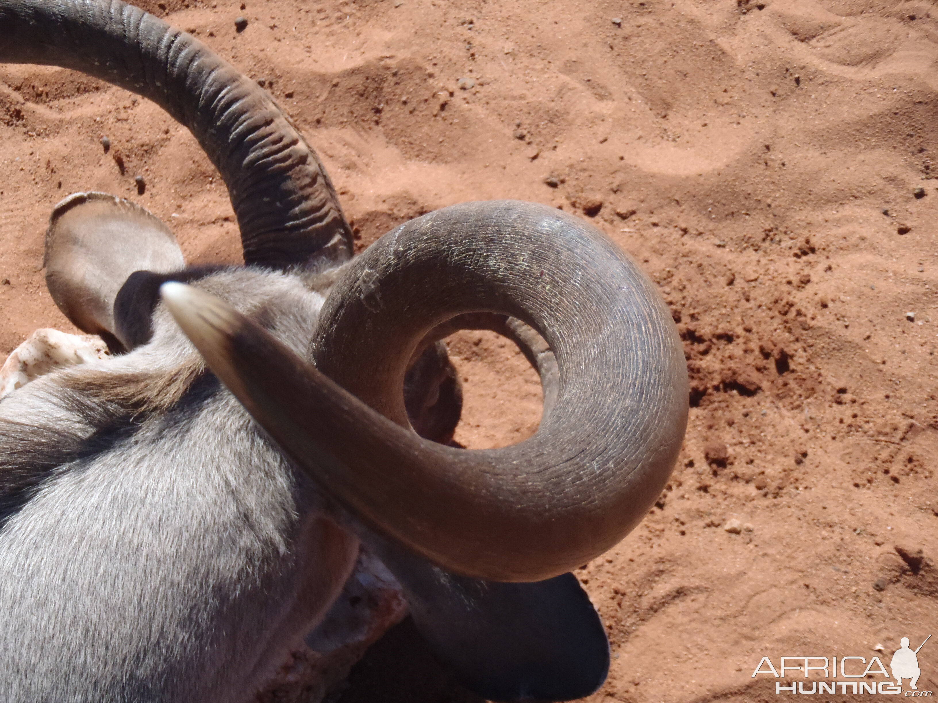 Greater Kudu Horn Top view