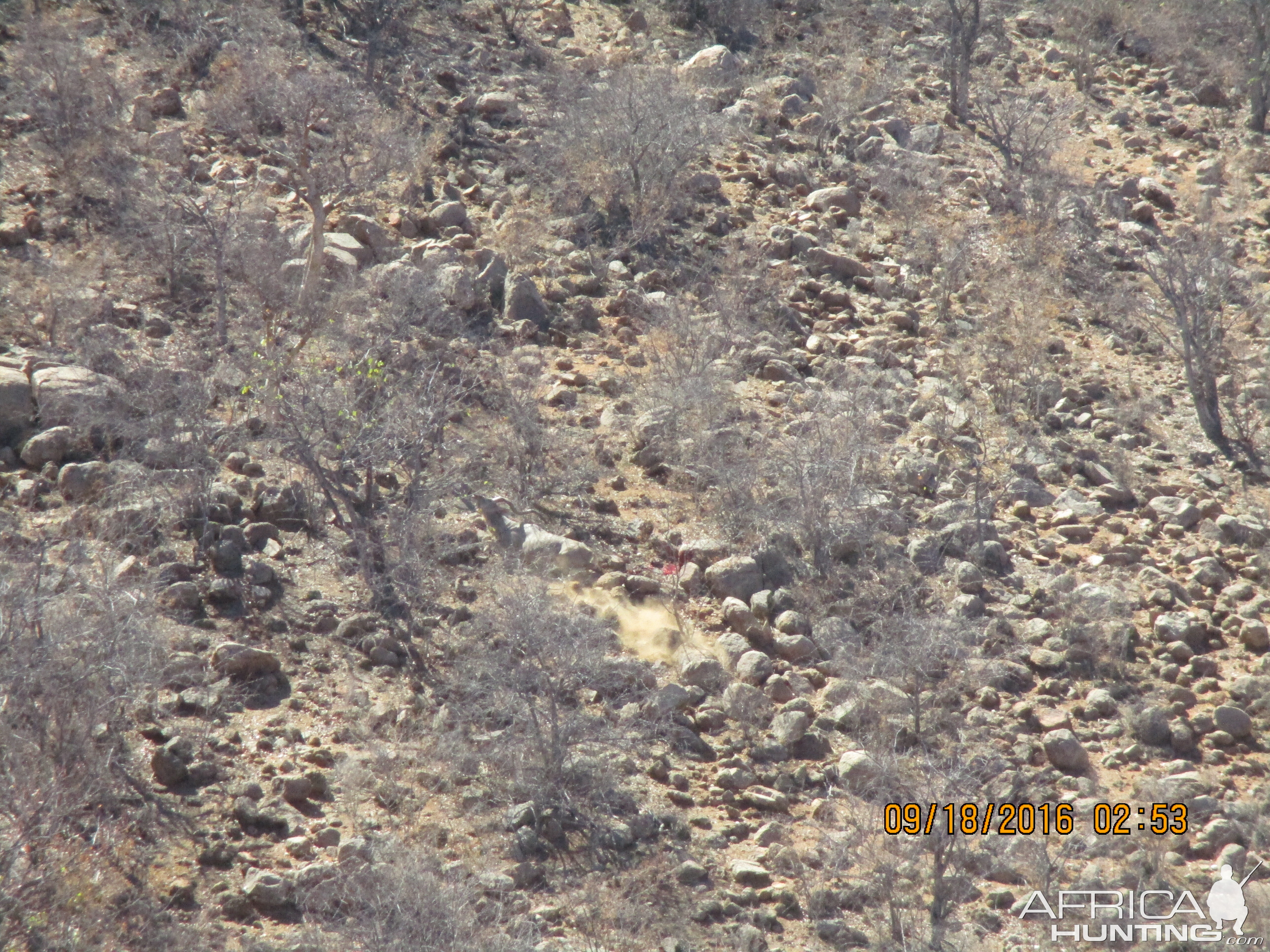 Greater Kudu Hunt Namibia