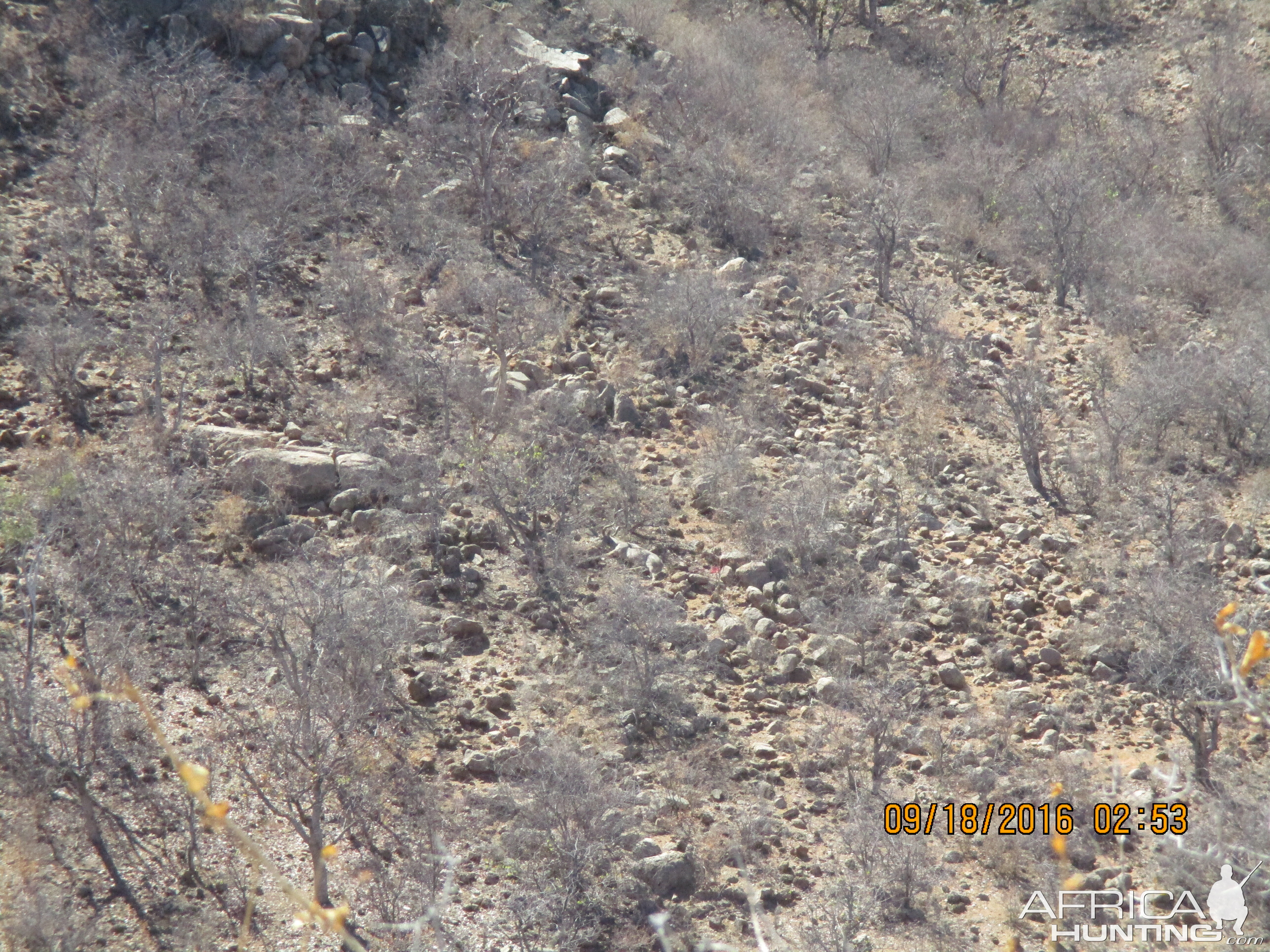 Greater Kudu Hunt Namibia