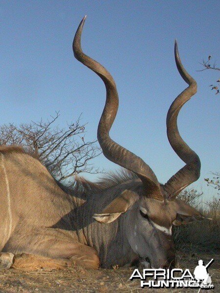 Greater Kudu hunted at Westfalen Hunting Safaris Namibia