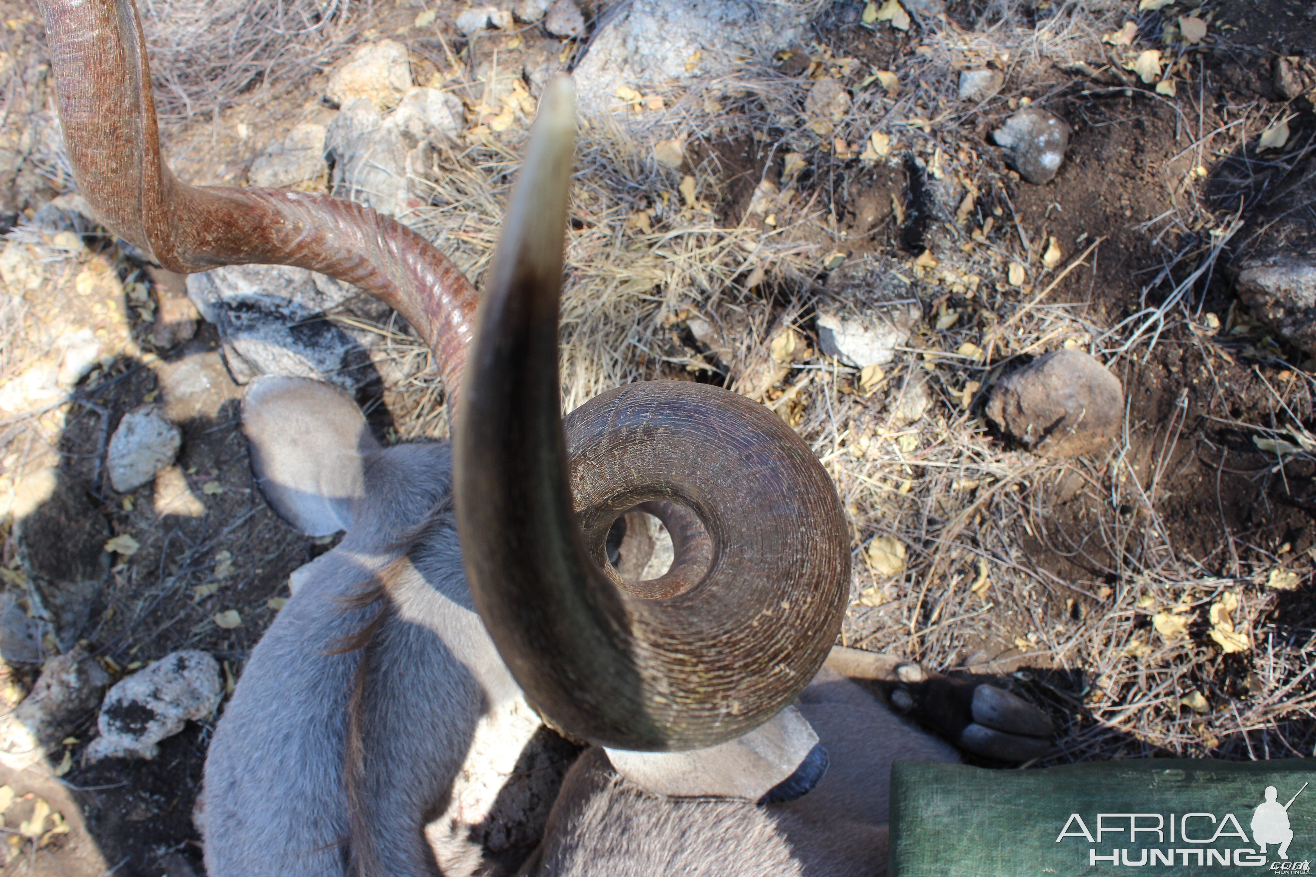 Greater Kudu hunted with Ozondjahe Hunting Safaris in Namibia