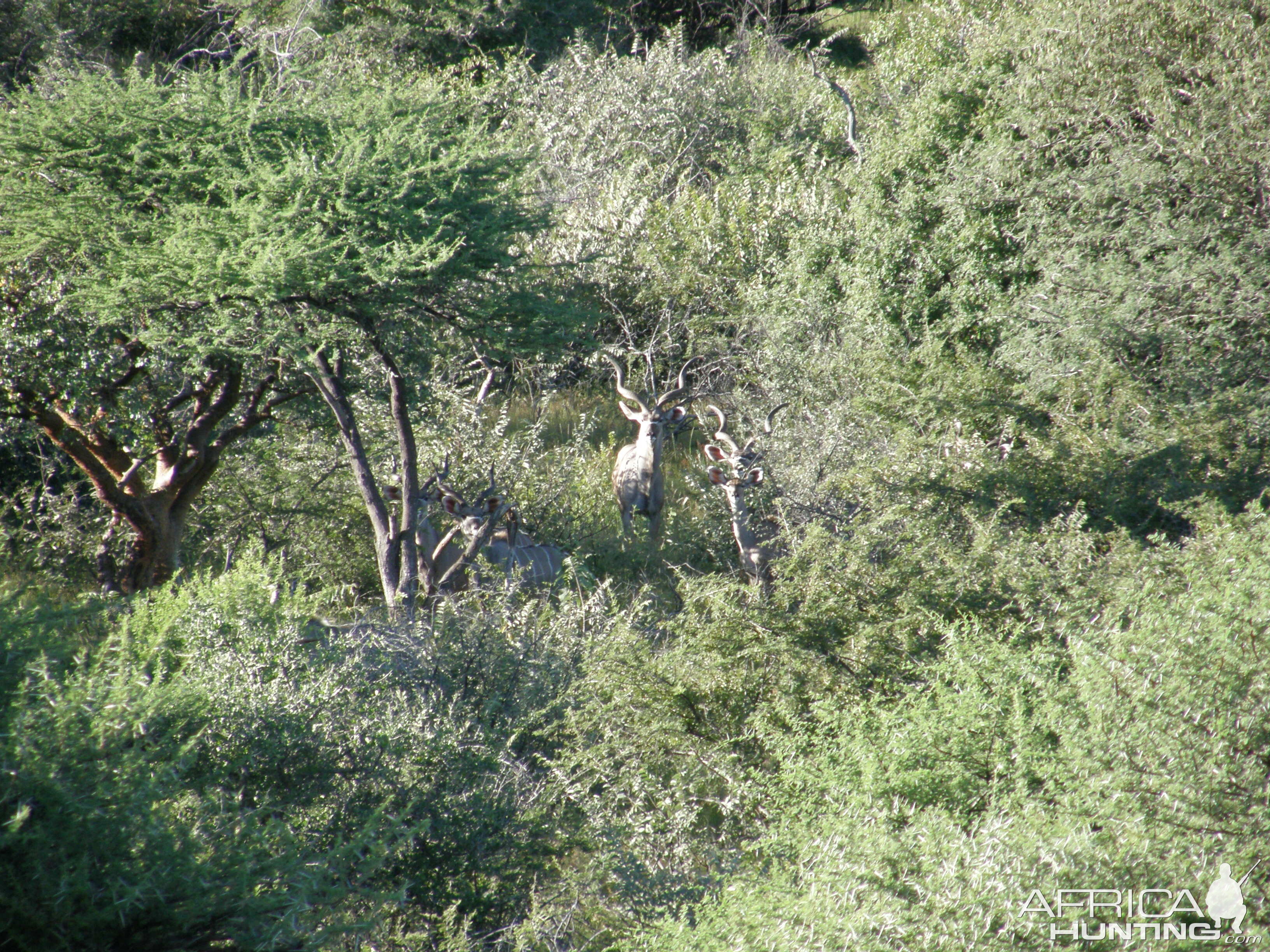 Greater Kudu Namibia