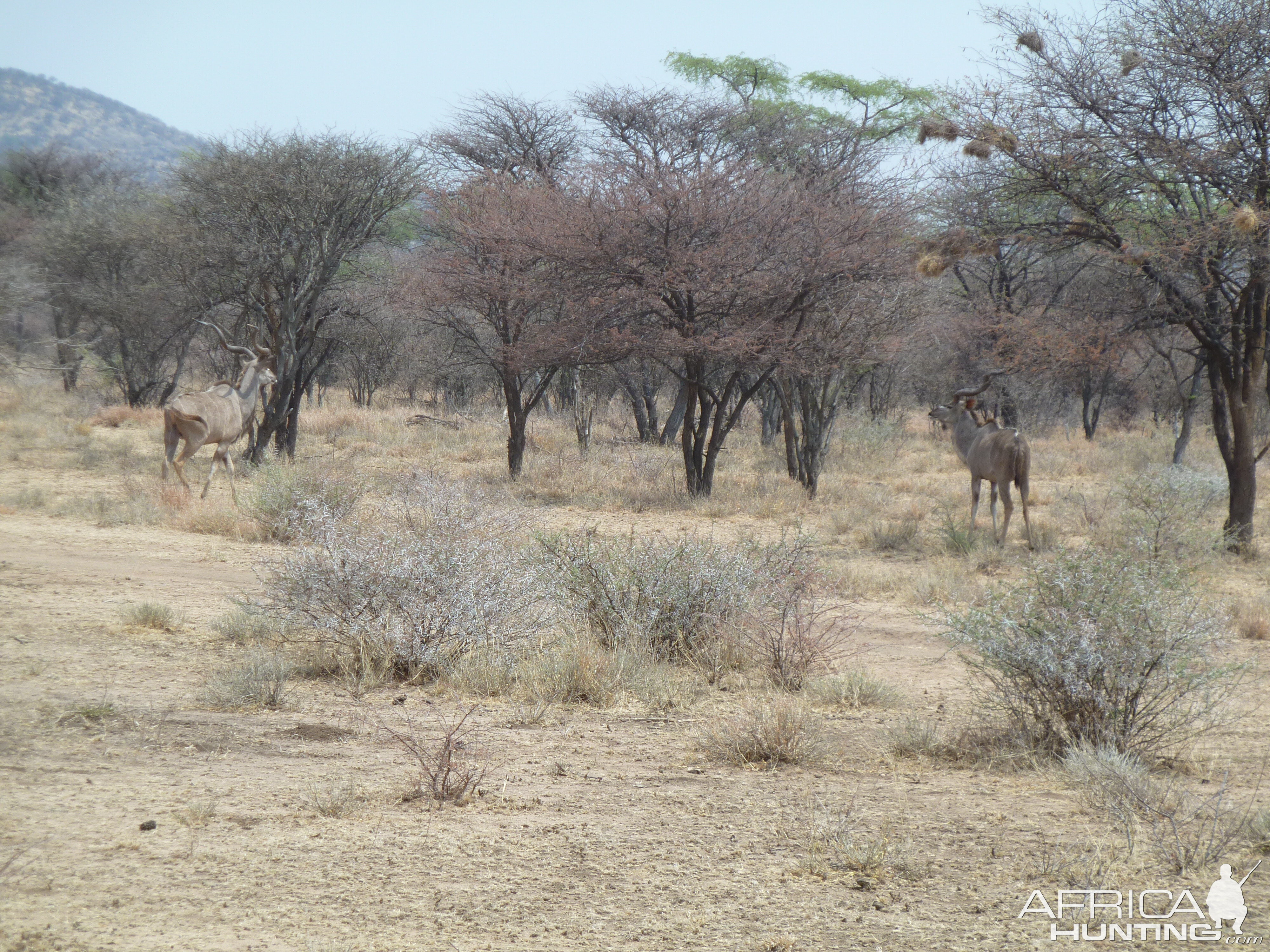 Greater Kudu Namibia