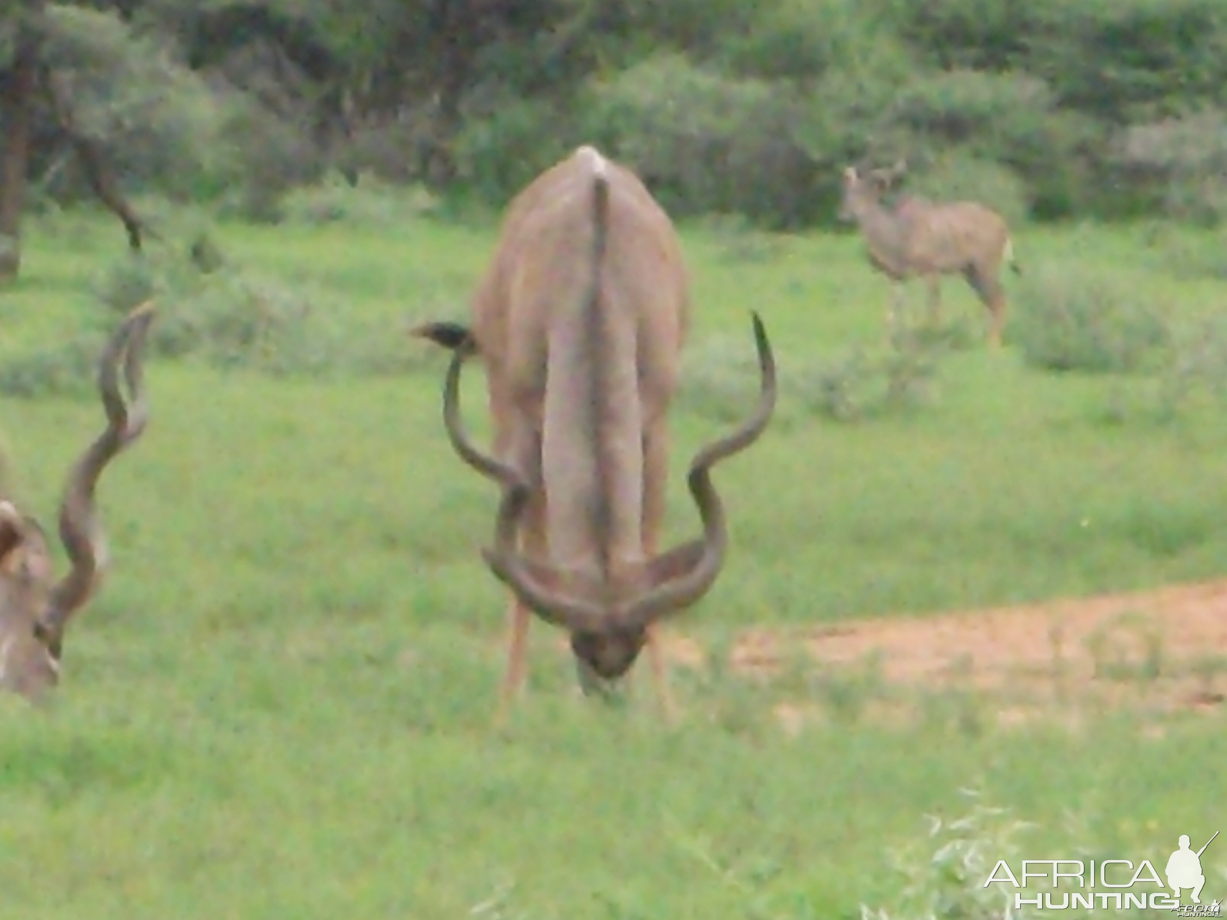 Greater Kudu Namibia